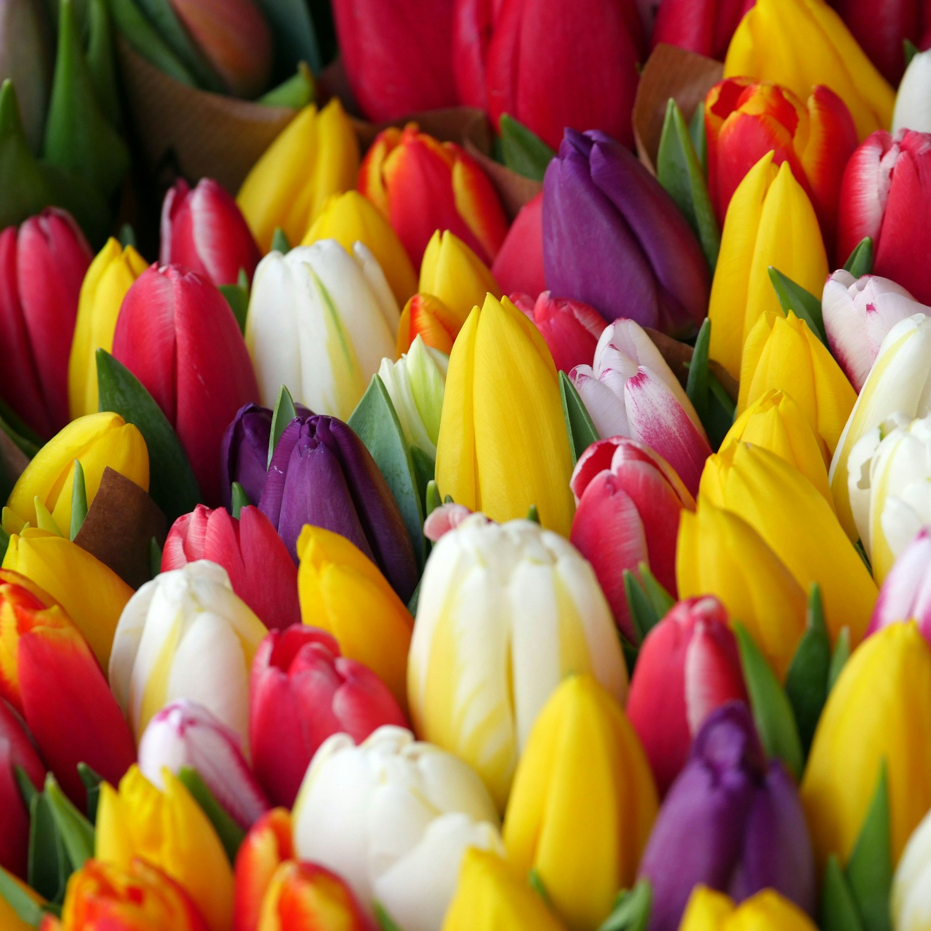 Es gibt schon wieder Tulpen zu kaufen: der Frühling naht.