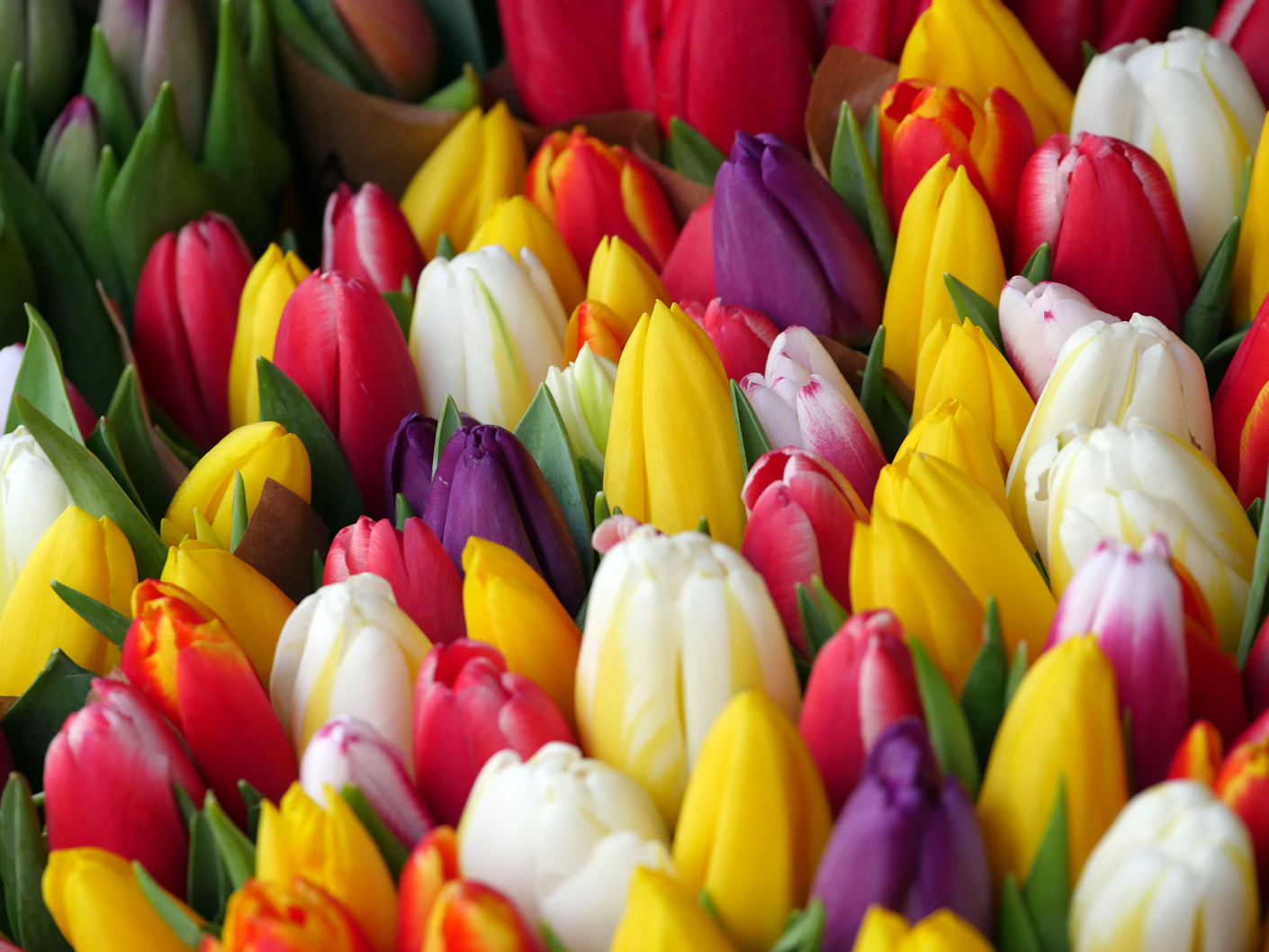 Wieviel Wasser Brauchen Tulpen In Der Vase Tulpen in der Vase: So bleibt Ihr Strauß viel länger frisch! Die besten