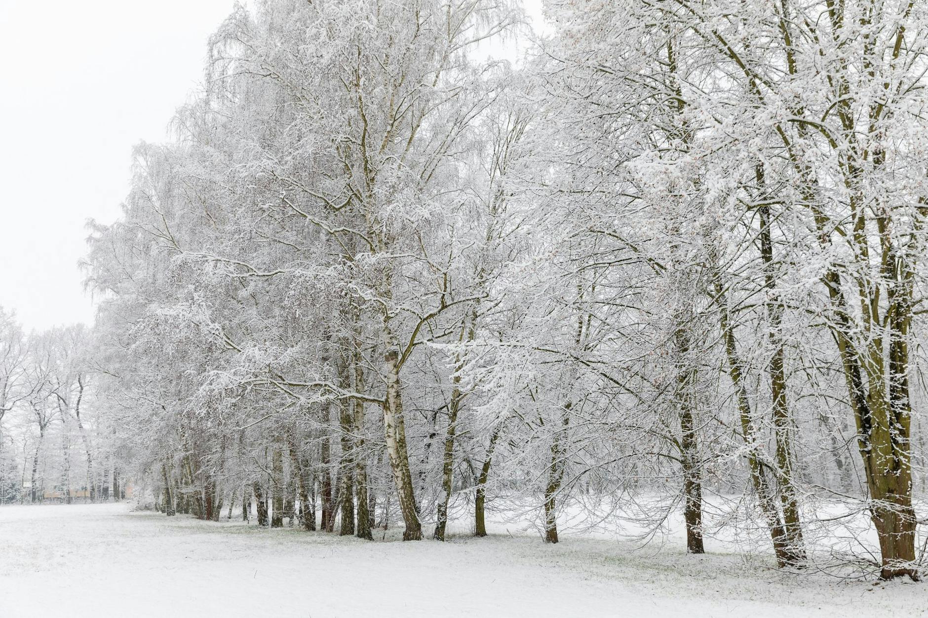 ARCHIV - Mit Schnee bedeckt sind Bäume und eine Wiese im Cottbuser Ortsteil Branitz. ld