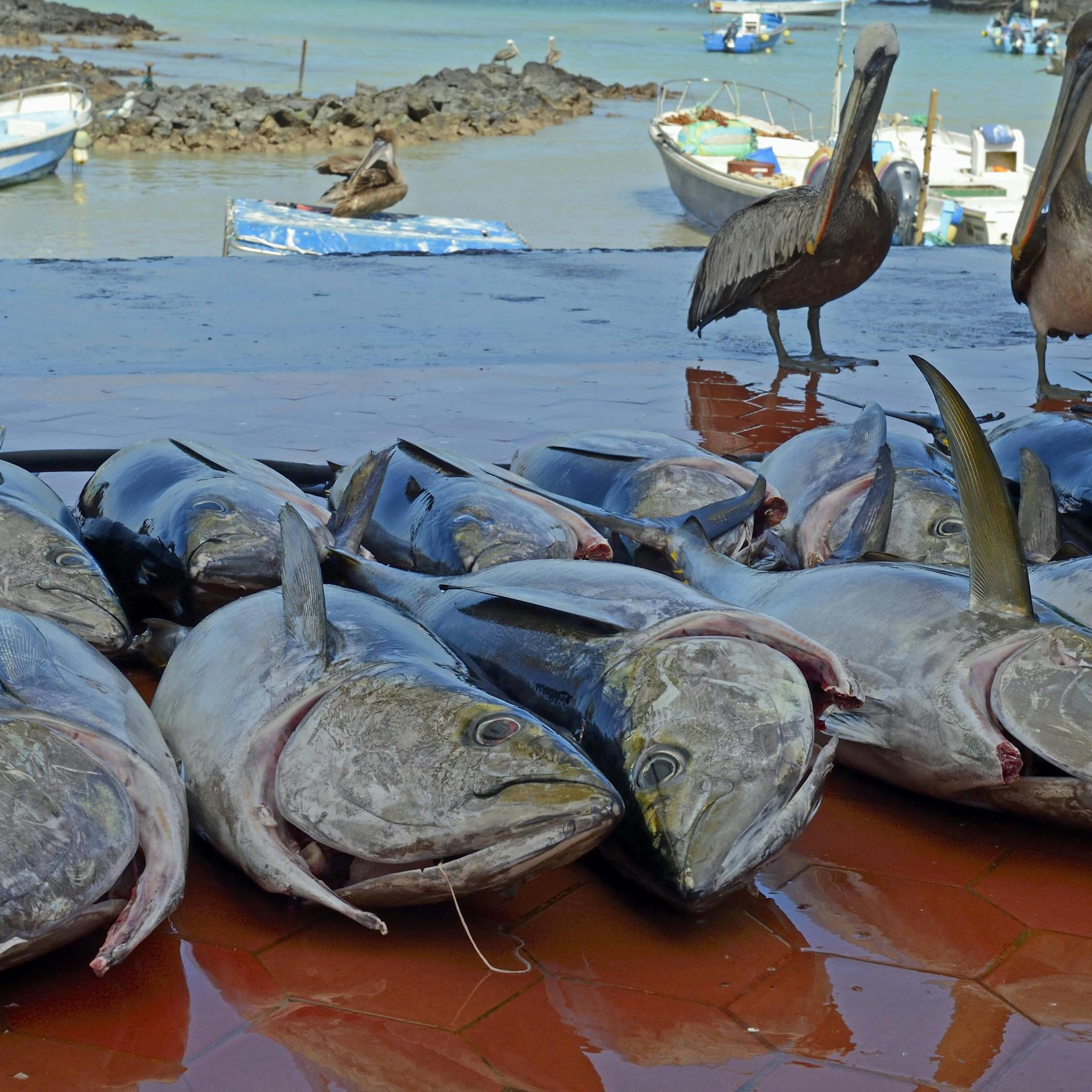 Gelbflossen-Thunfische wurden gefangen.