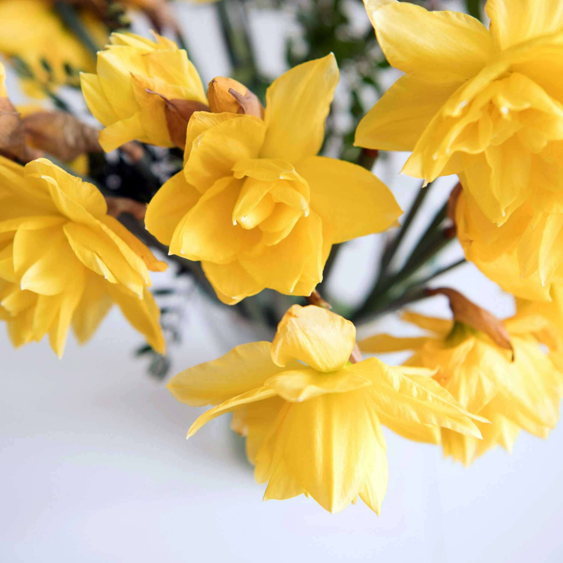 Narzissen sollten immer erst mal alleine in eine Vase kommen - und erst nach ein paar Stunden mit anderen Pflanzen kombiniert werden. Sonst lassen sie diese welken.