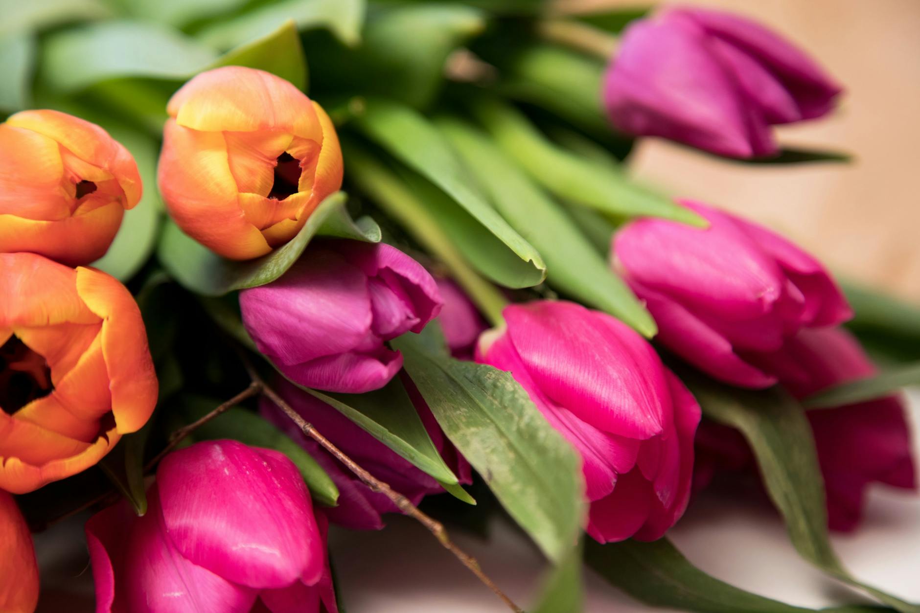 Schnittblumen für die Vase: Die Blumenstengel sollte man schräg anschneiden und den Strauß dann schnell in lauwarmes Wasser stellen.