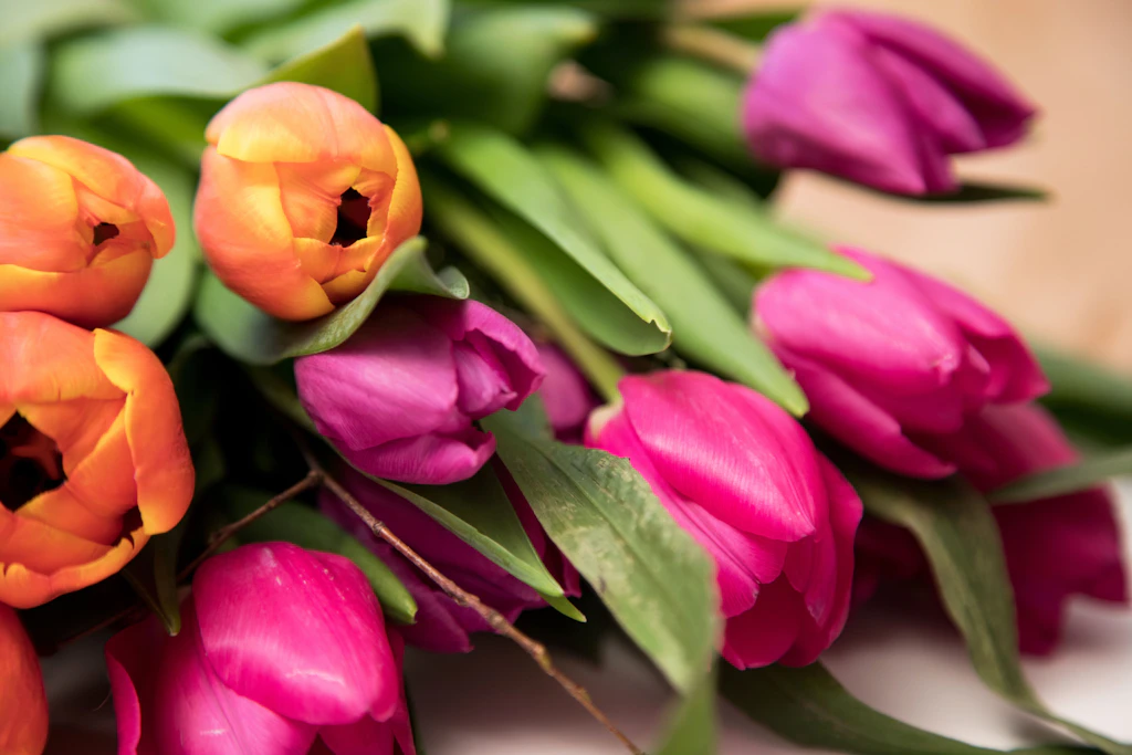 Tulpen in der Vase: So bleibt Ihr Strauß viel länger frisch! Die besten Tipps vom Profi-Gärtner