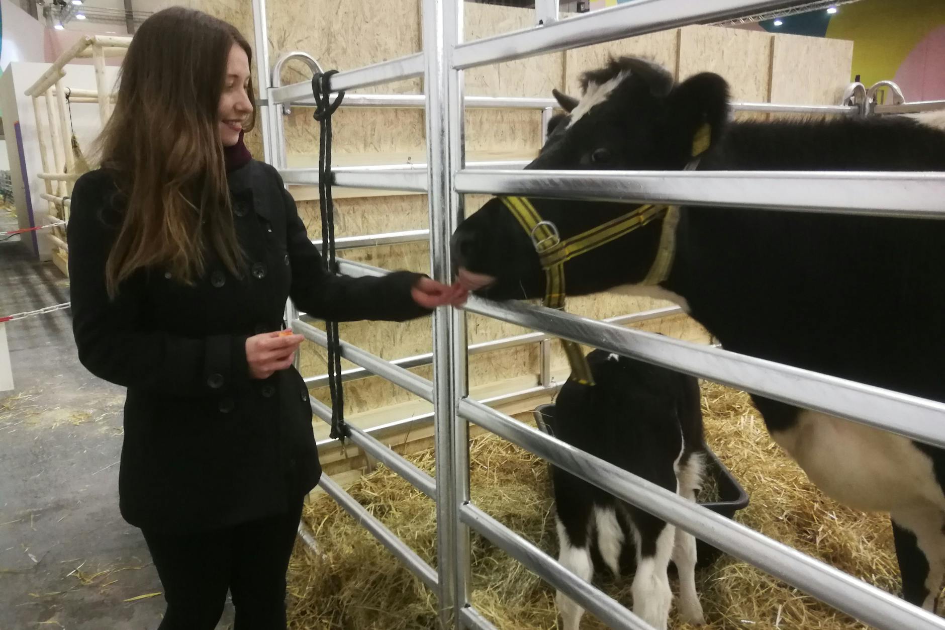 Josefin Schröter mit der Kuh „Walnuss“ und dem kleinen Kalb „Camus“