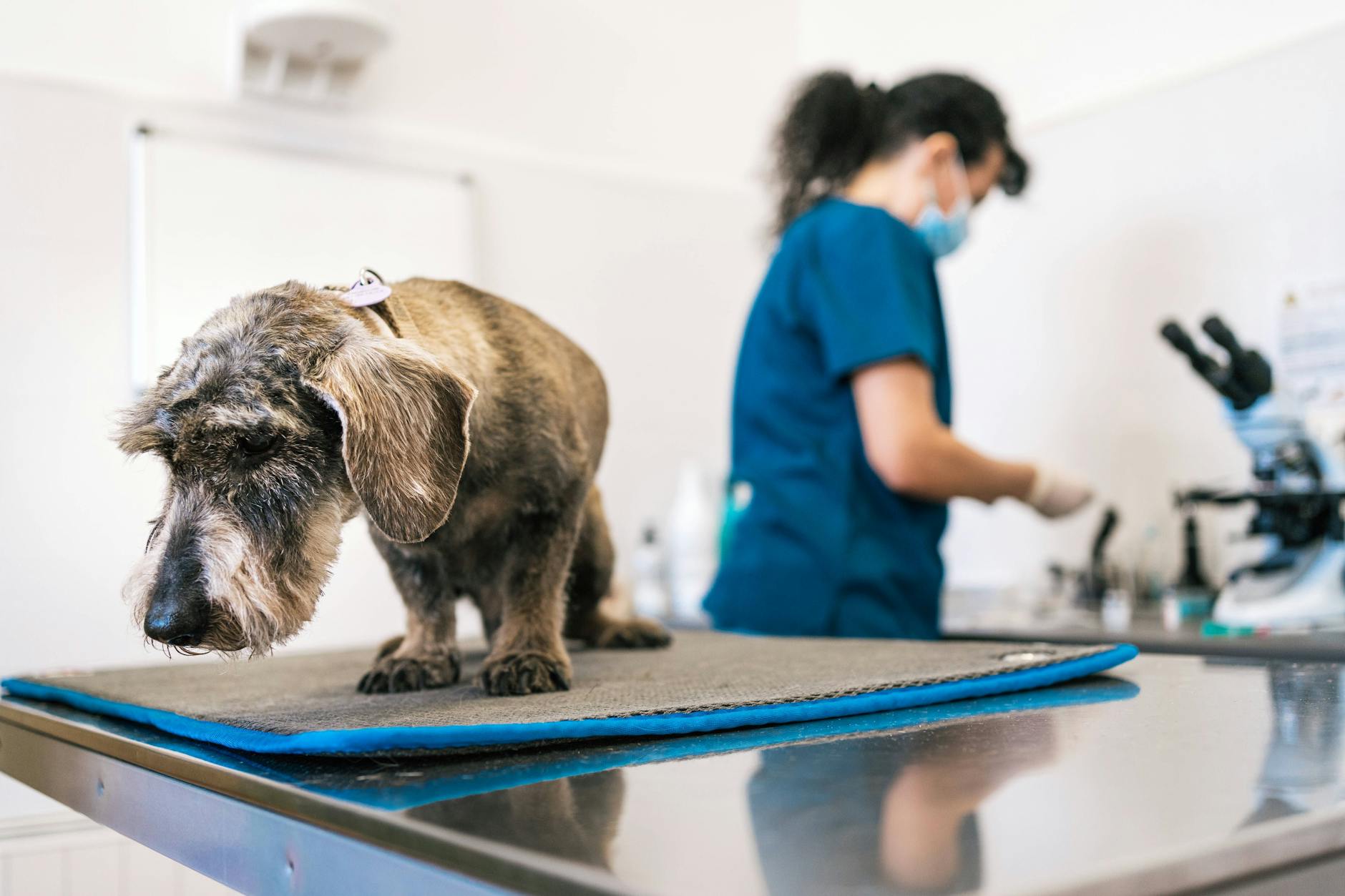 Ein demütiger Hund in einer Tierklinik.