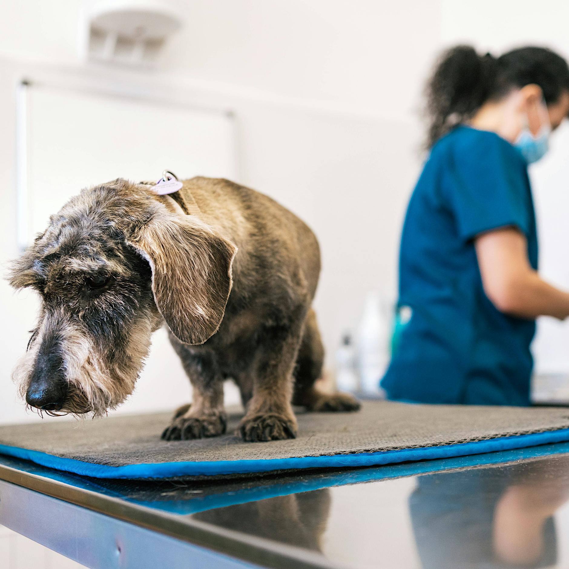 Im Wartebereich der Tierklinik: Wo Mitgefühl streichelnd weitergereicht wird