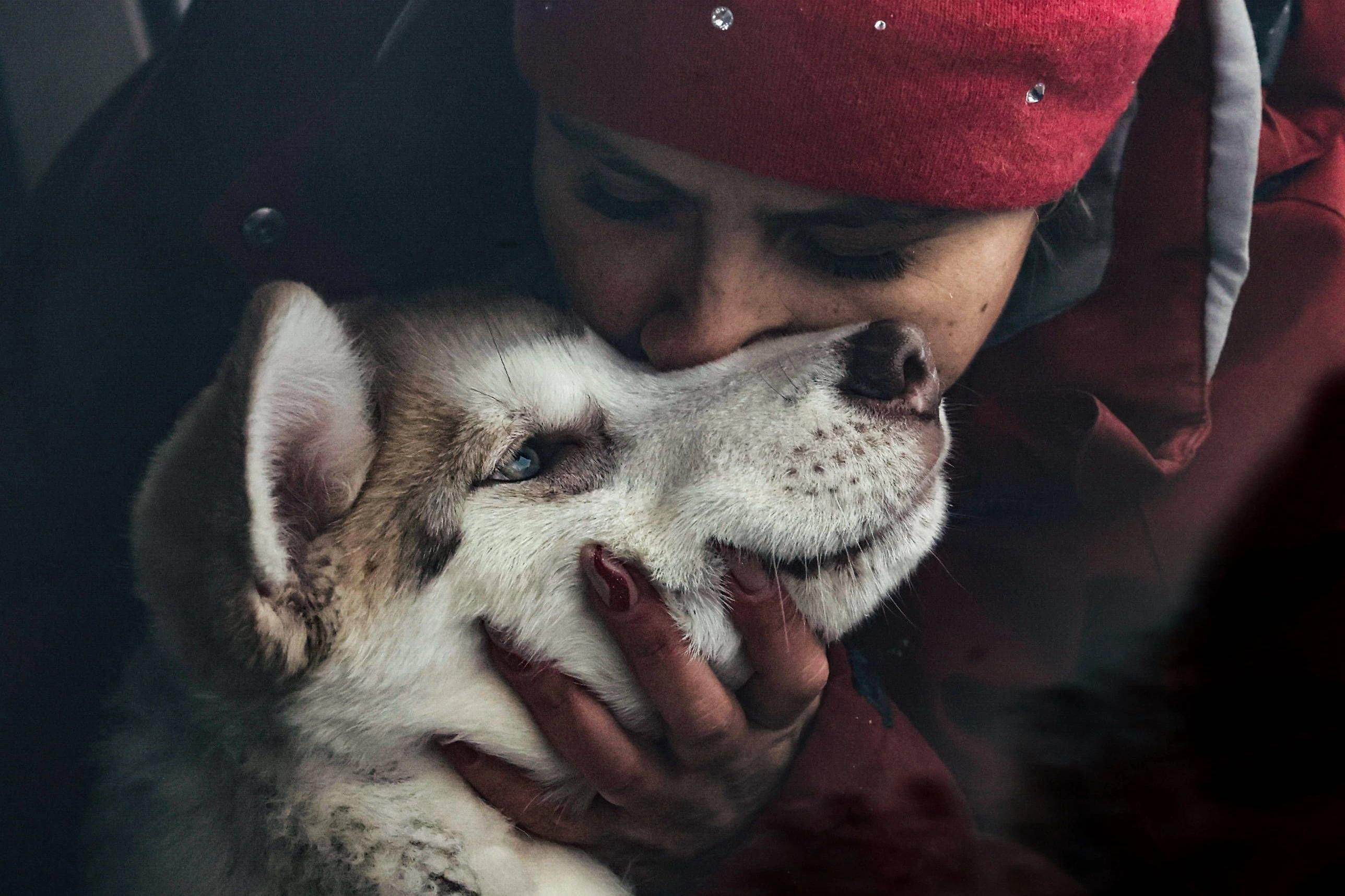 Kurze Schnauze, fluffiges Fell und blaue Eis-Augen: Einen Husky sollte man leicht von einem Wolf unterscheiden können.