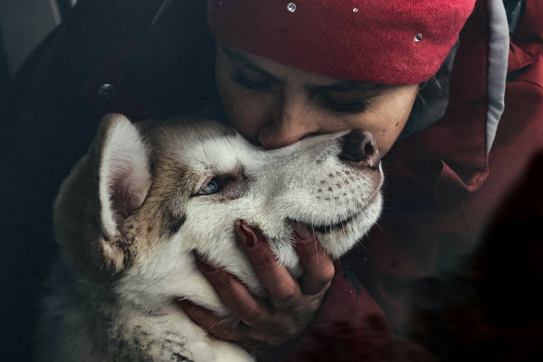 Kurze Schnauze, fluffiges Fell und blaue Eis-Augen: Einen Husky sollte man leicht von einem Wolf unterscheiden können.