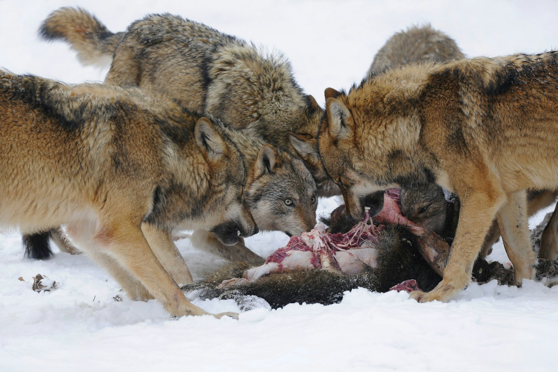 Alles wird gefressen, bis auf Fell und Mageninhalt: ein Wolfsrudel beim Fressen eines gerissenen Wildschweins.