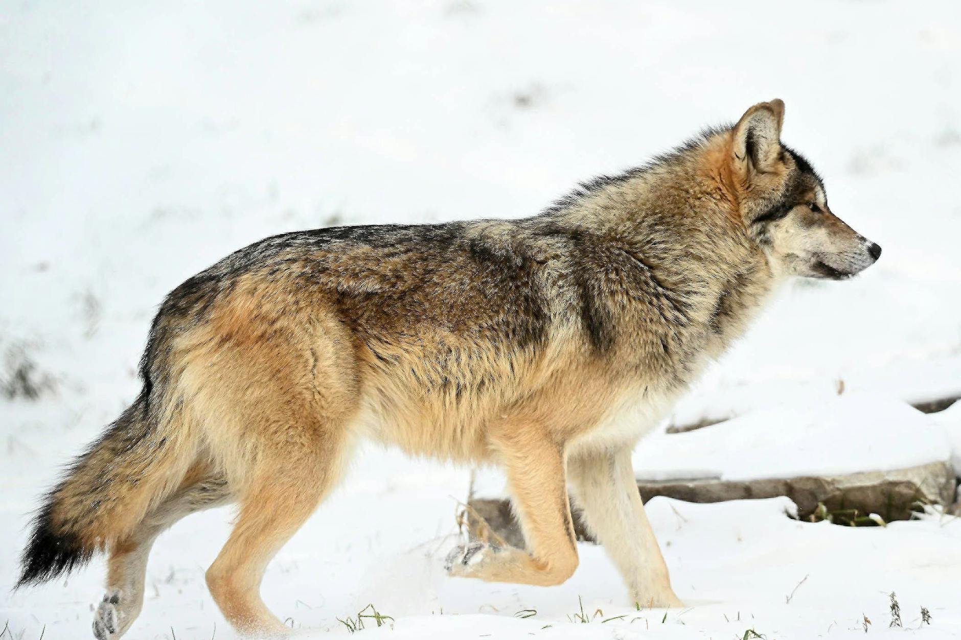 Gerader Rücken, lange Schnauze, deutlich größer als die meisten Hunde. Und immer ein Ziel im Kopf. Der Wolf.