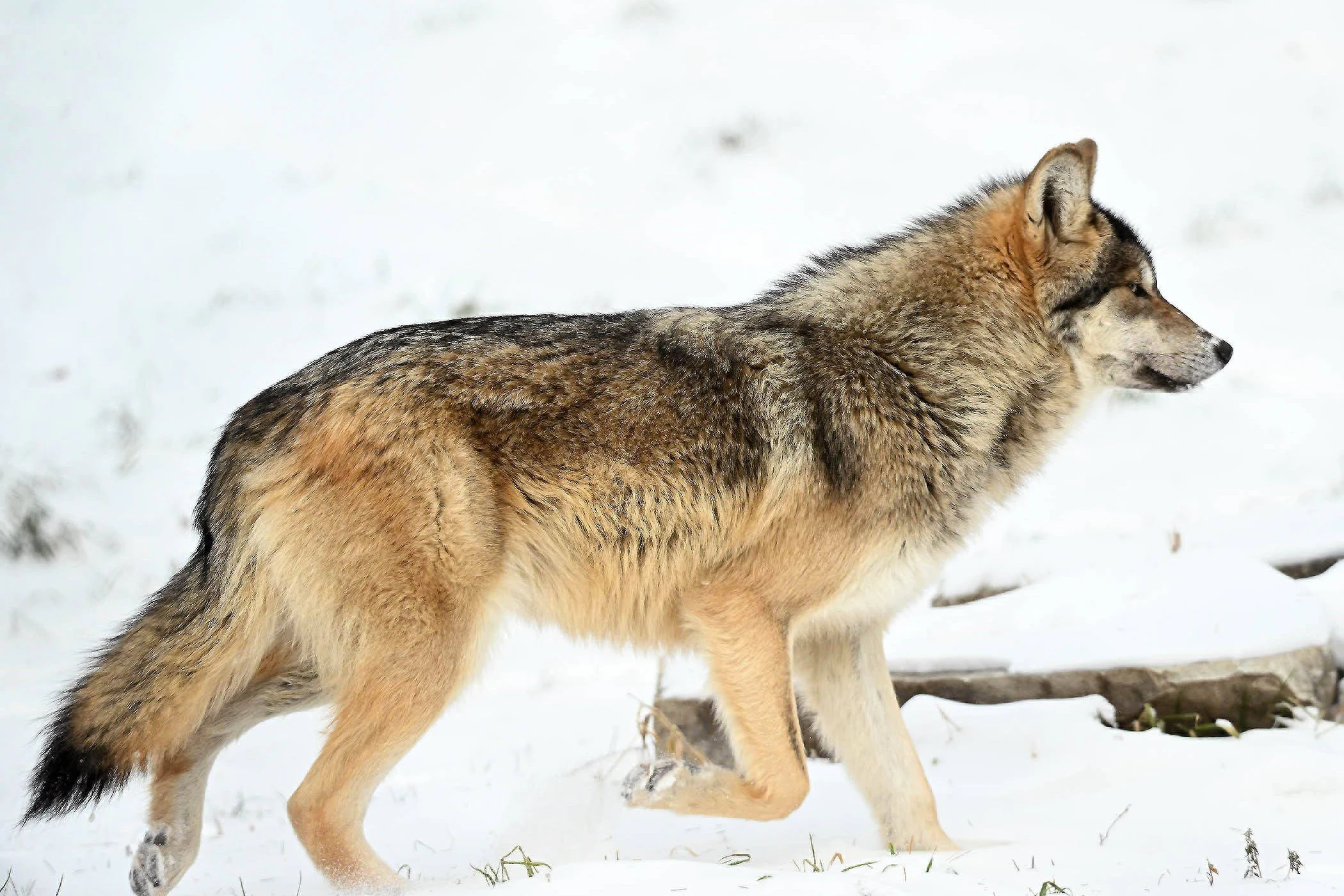 Gerader Rücken, lange Schnauze, deutlich größer als die meisten Hunde. Und immer ein Ziel im Kopf. Der Wolf.