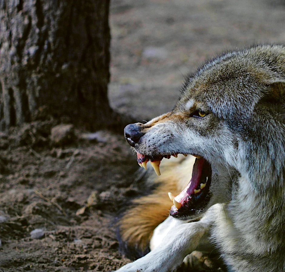 Der Wolf, ein schreckliches Wesen? Die Angst ist übertrieben.