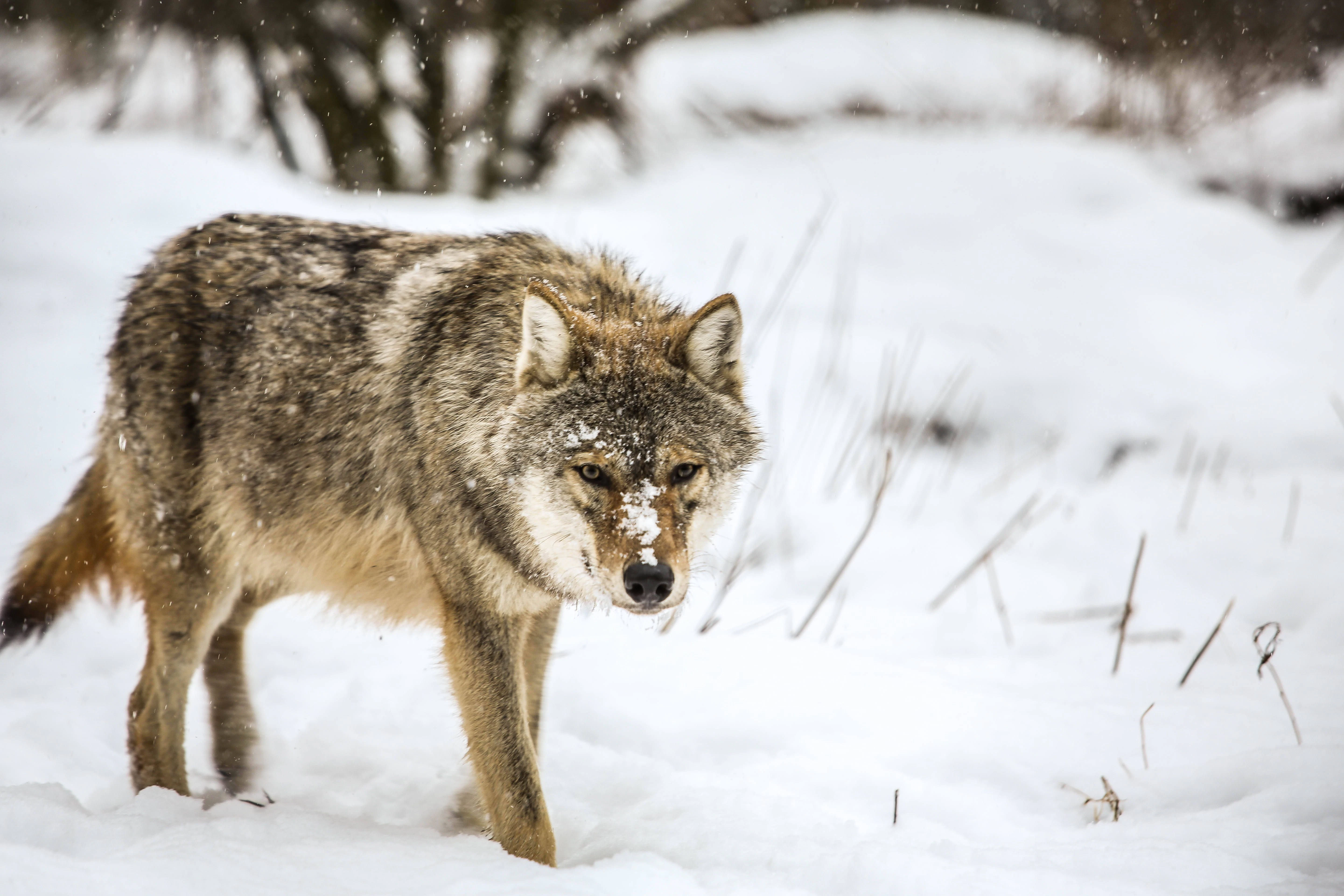 Keine Angst und meist völlig unbeeindruckt vom Menschen: Der Wolf ist weder scheu noch so anhänglich wie sein domestizierter Cousin, der Hund.