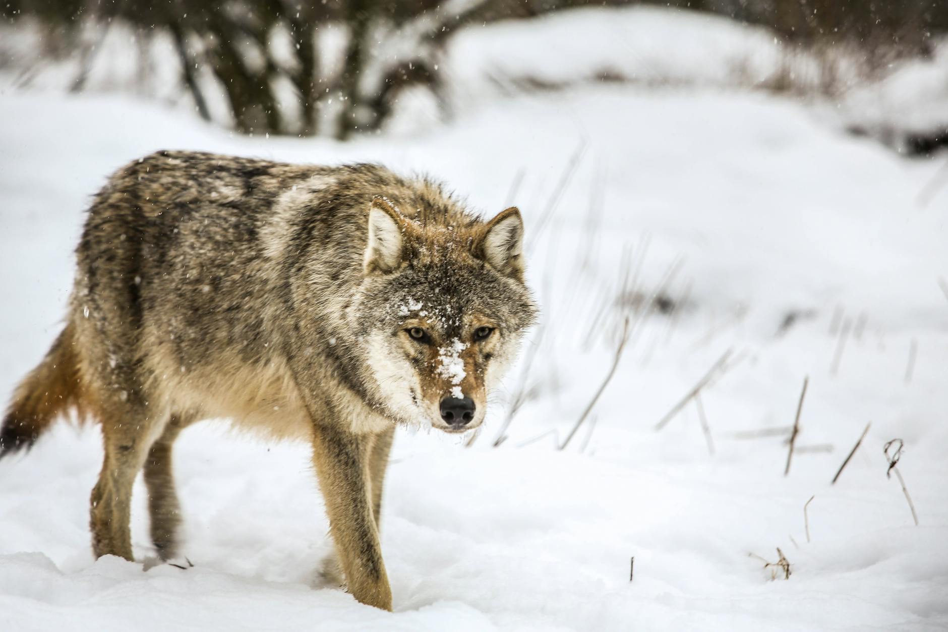 Keine Angst und meist völlig unbeeindruckt vom Menschen: Der Wolf ist weder scheu noch so anhänglich wie sein domestizierter Cousin, der Hund.