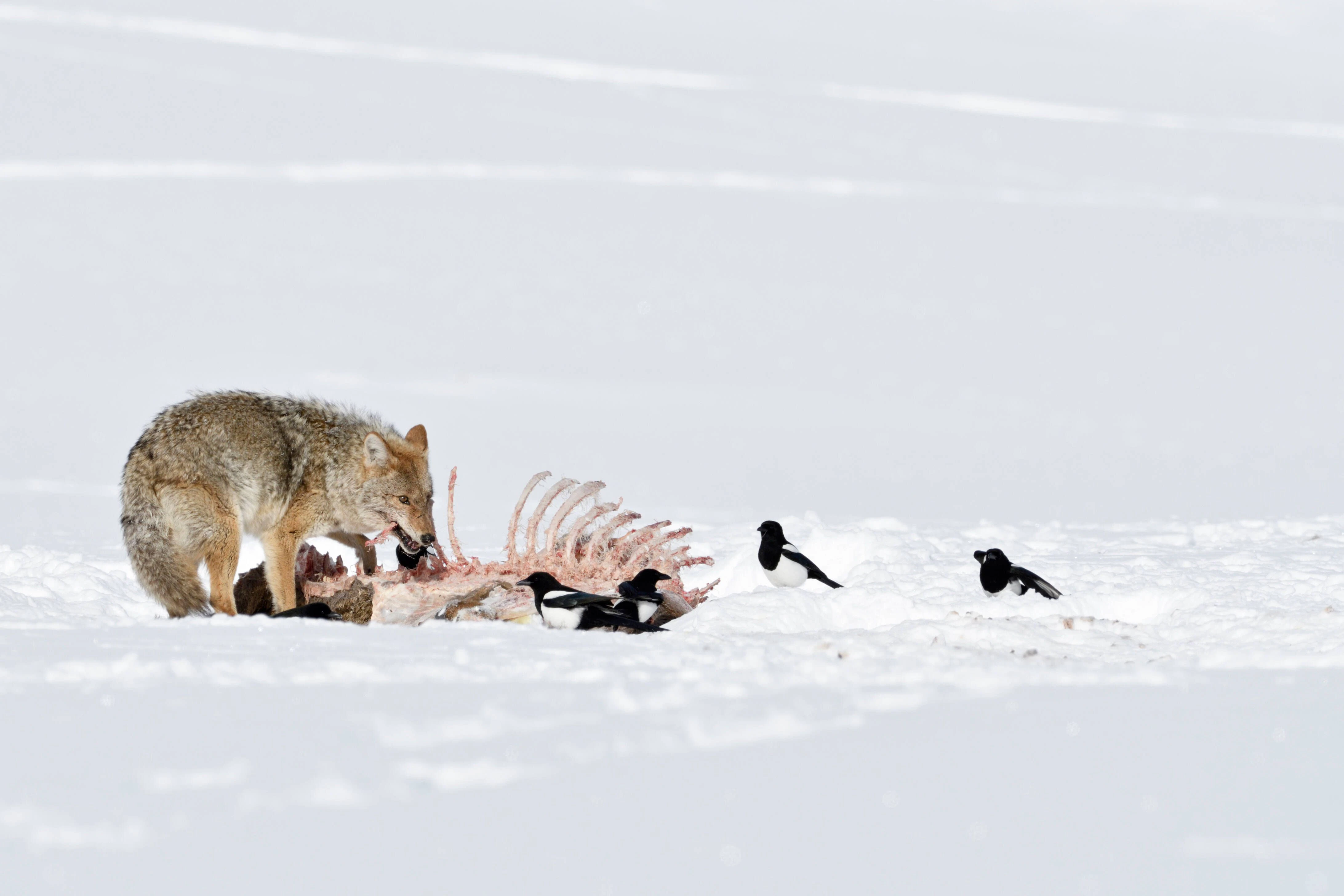 Einen Wolf beim Spaziergang in Brandenburg werden Sie vielleicht bald öfter sehen. So wie auch der Anblick von gerissenen Rehen im Wald inzwischen für Jäger und Förster in Norddeutschland Alltag ist.
