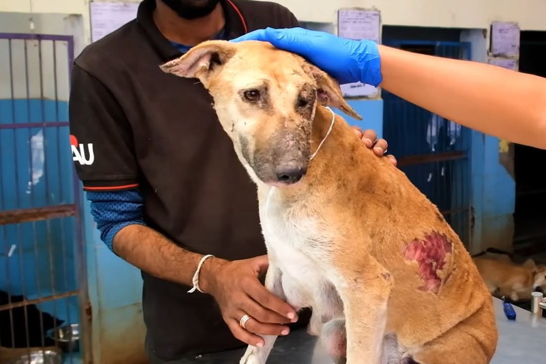 Die Hündin hat schwere Verbrennungen im Gesicht - Tierschützer kümmern sich um sie.