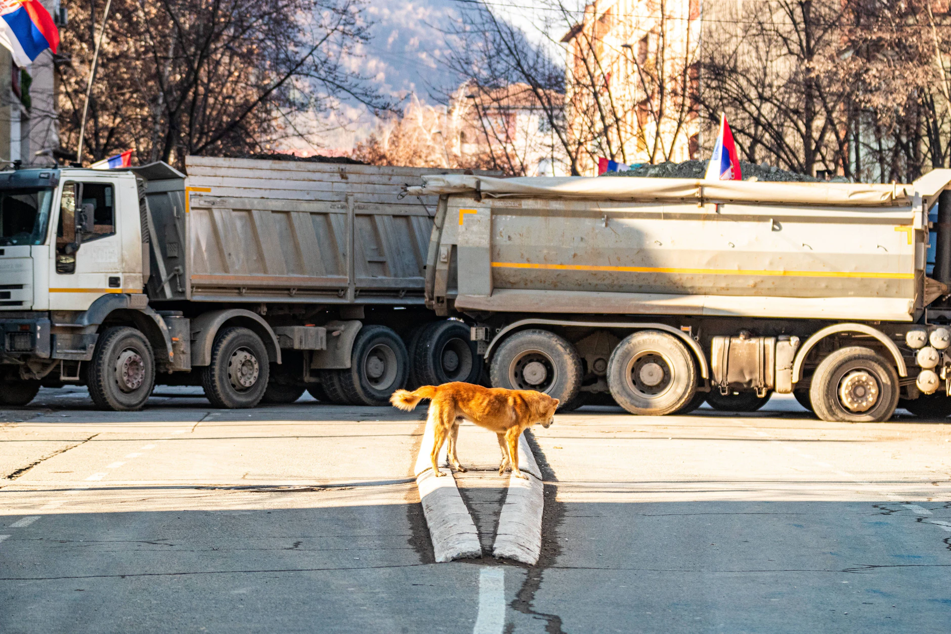 Dezember 2022: Ein Hund läuft in Mitrovica an einer Straßensperre vorbei.