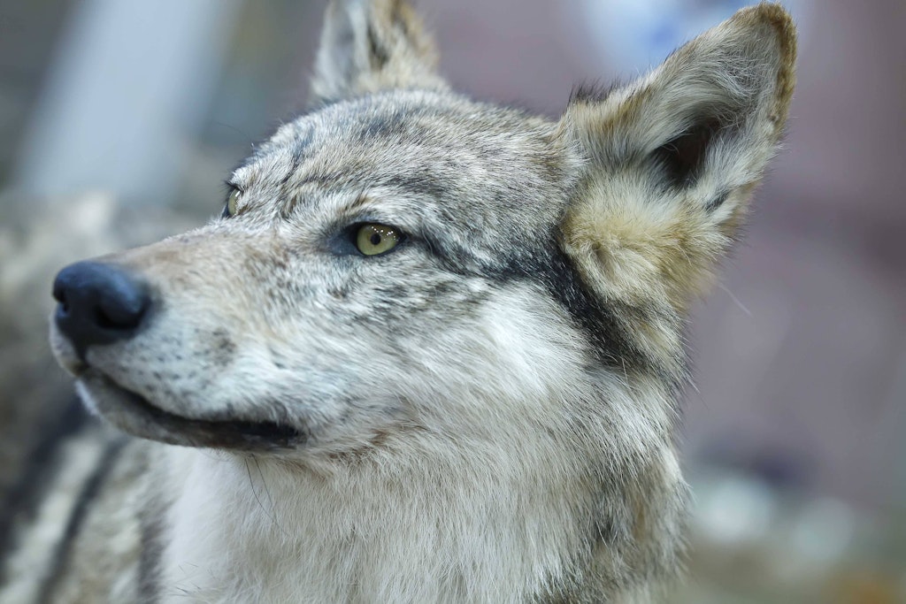 Wolfs-Hund aus Berlin-Spandau läuft offenbar immer noch frei herum