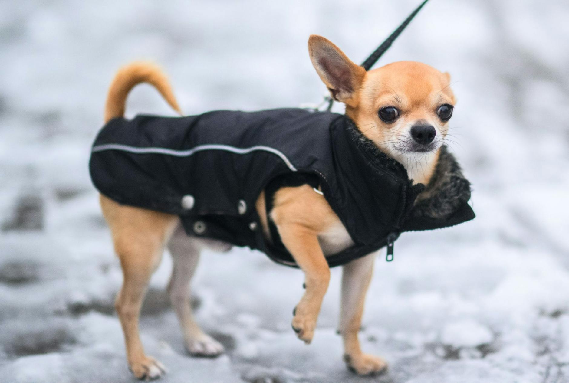 Bei den aktuell kalten Temperaturen in Niedersachsen brauchen nicht nur Menschen eine Jacke. Auch Hunde können nicht auf das winterlich-warme Accessoire verzichten.