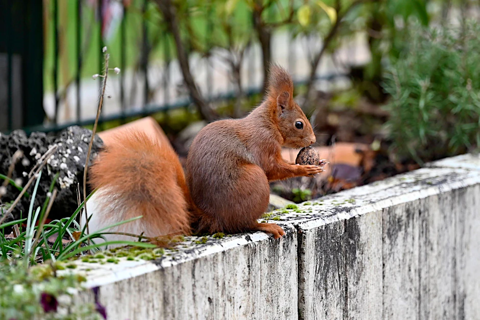 Eichhörnchen halten Winterruhe, die sie täglich zur Nahrungsaufnahme für ein bis zwei Stunden unterbrechen.