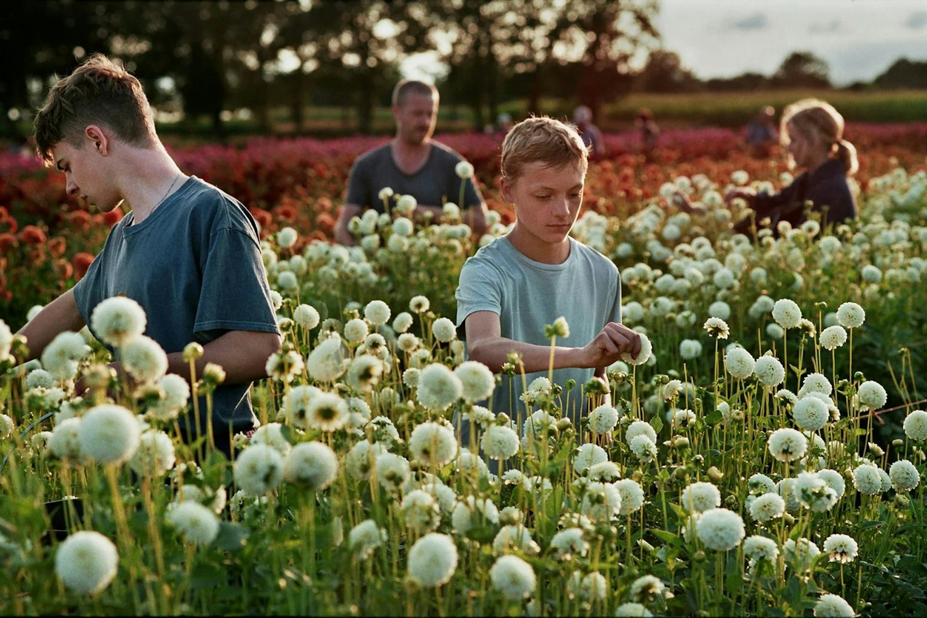 Léo (2.v.r.) im Blumenfeld seiner Eltern