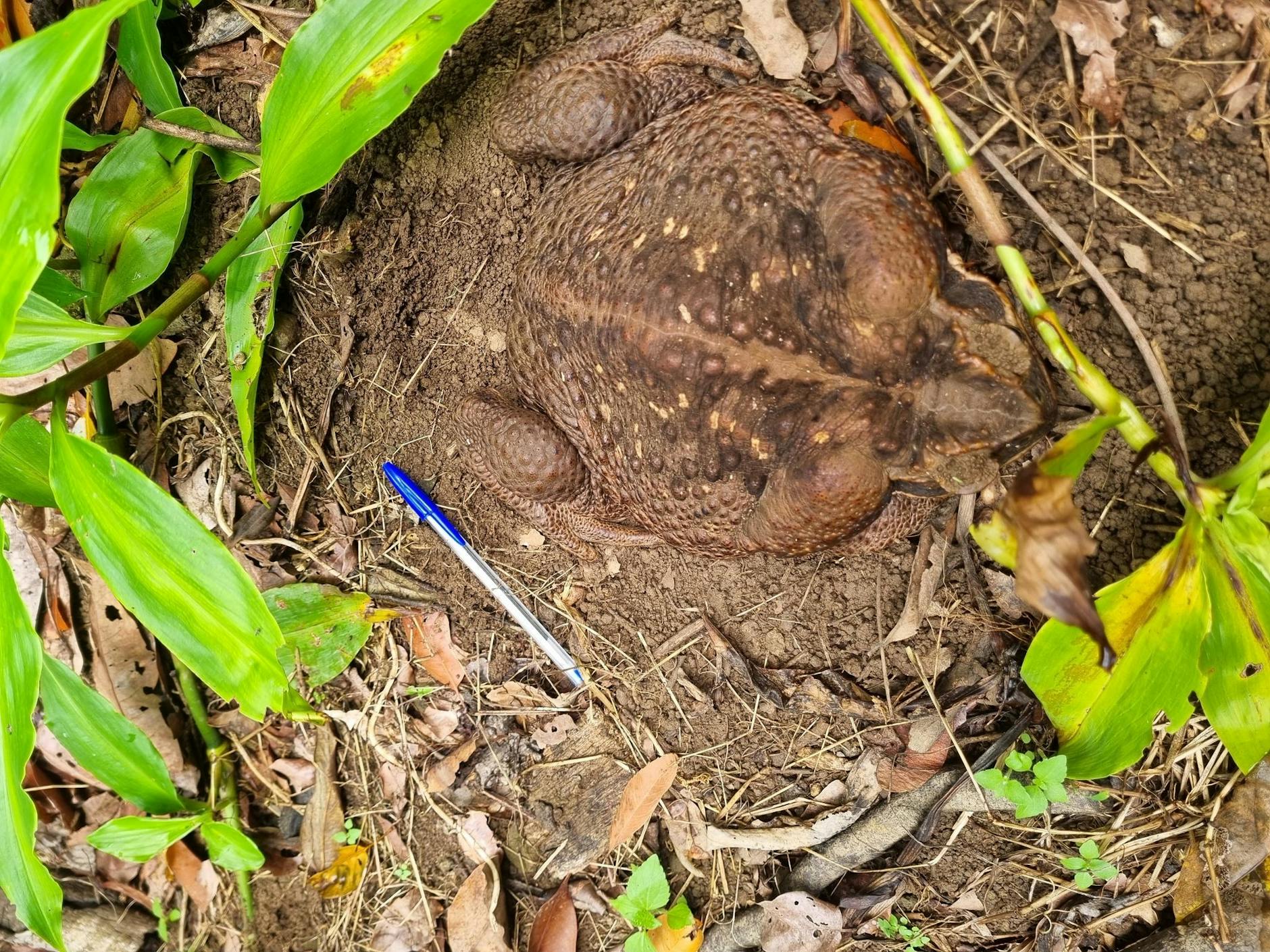 HANDOUT - Eine Aga-Kröte («Cane Toad») im Conway National Park in der Whitsunday-Region im Norden Queenslands Sie wurde «Toadzilla» getauft. NT AND SCIENCE/AP/dpa