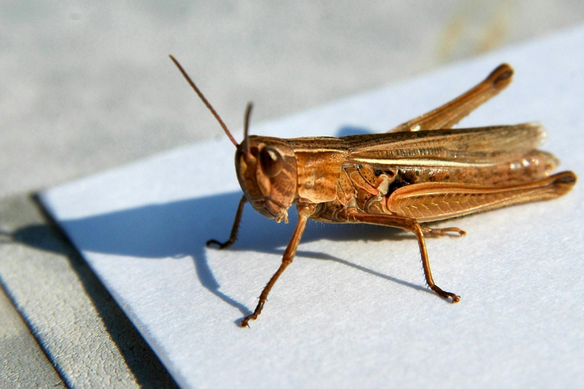 Gegrillt soll die Grille ganz vorzüglich munden. 