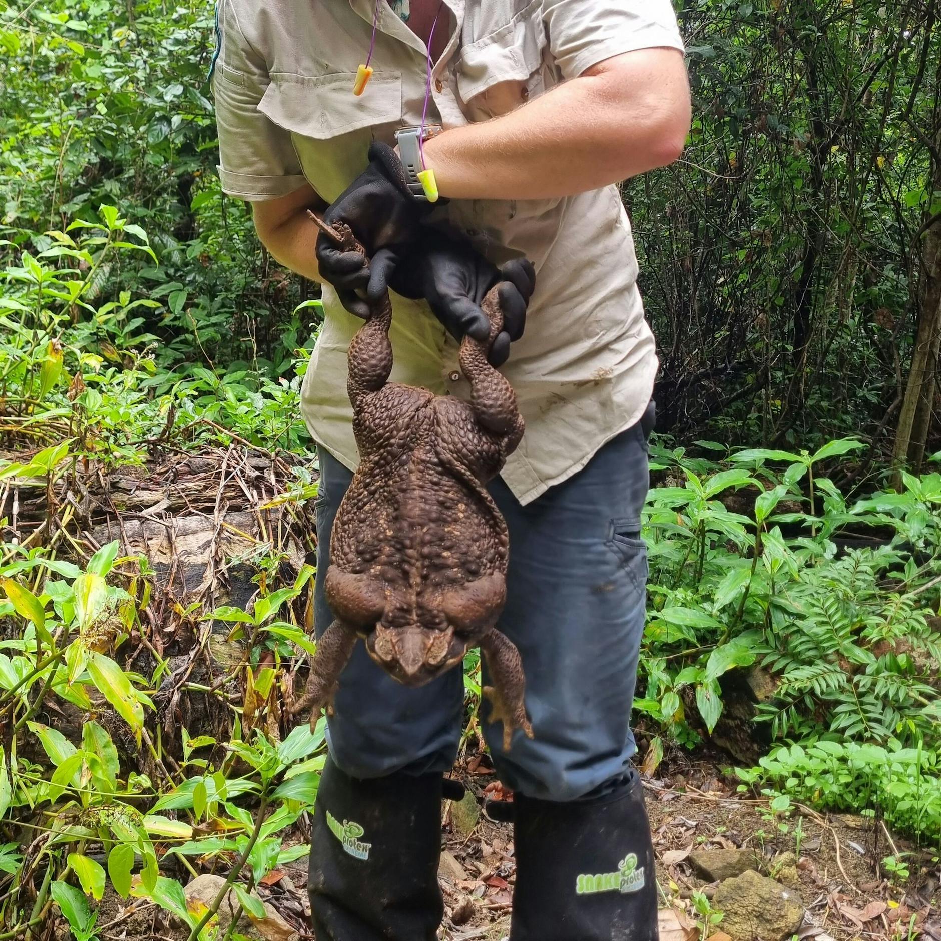 A supplied image obtained on Friday, January 20, 2023, of "Toadzilla" found in Conway National Park in the Whitsunday region, North Queensland. (AAP Image/Supplied by Department of Environment and Science) NO ARCHIVING, EDITORIAL USE ONLY