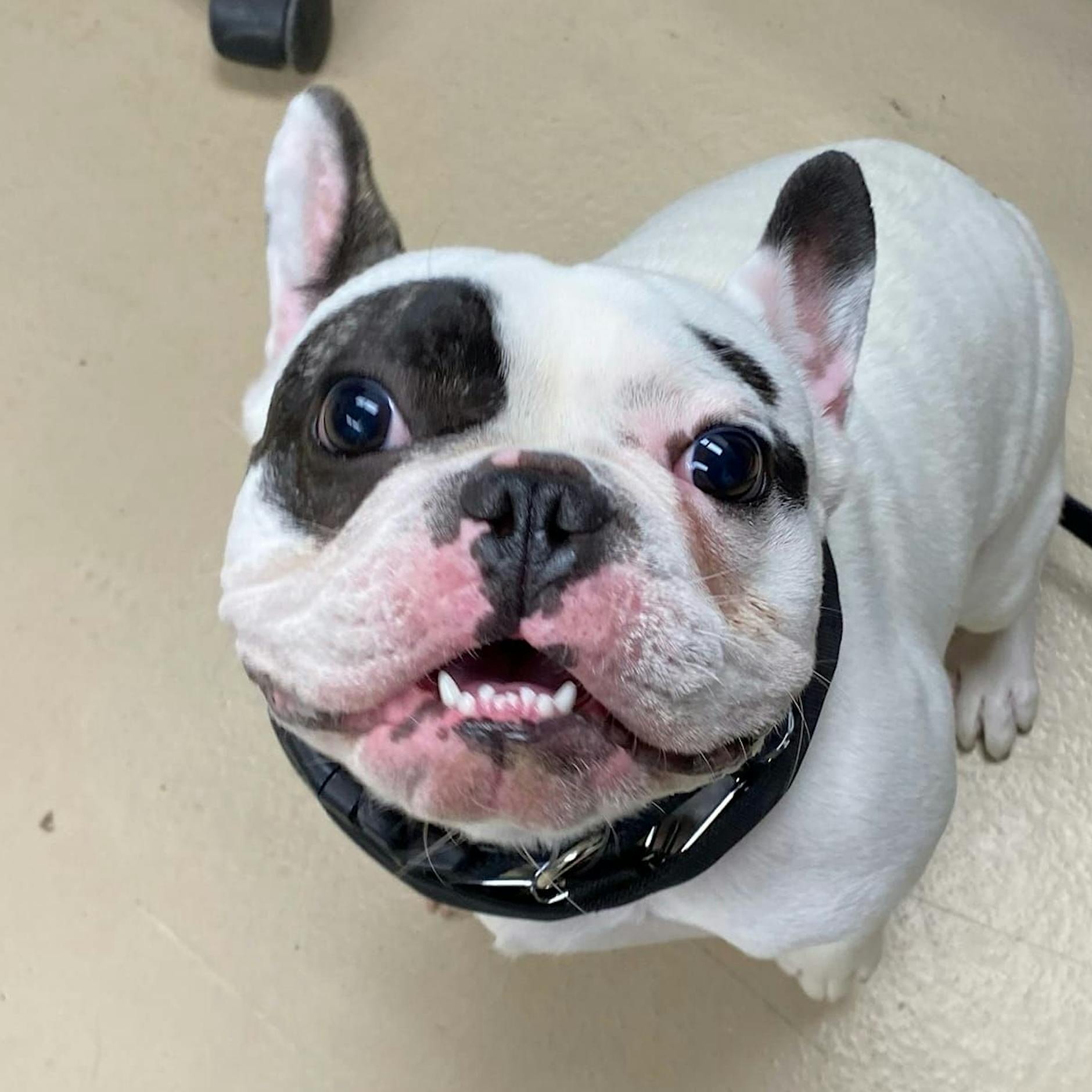 Dieser Hund ist ein echtes Arschloch – doch ein Tierheim will, dass Sie ihn trotzdem adoptieren!