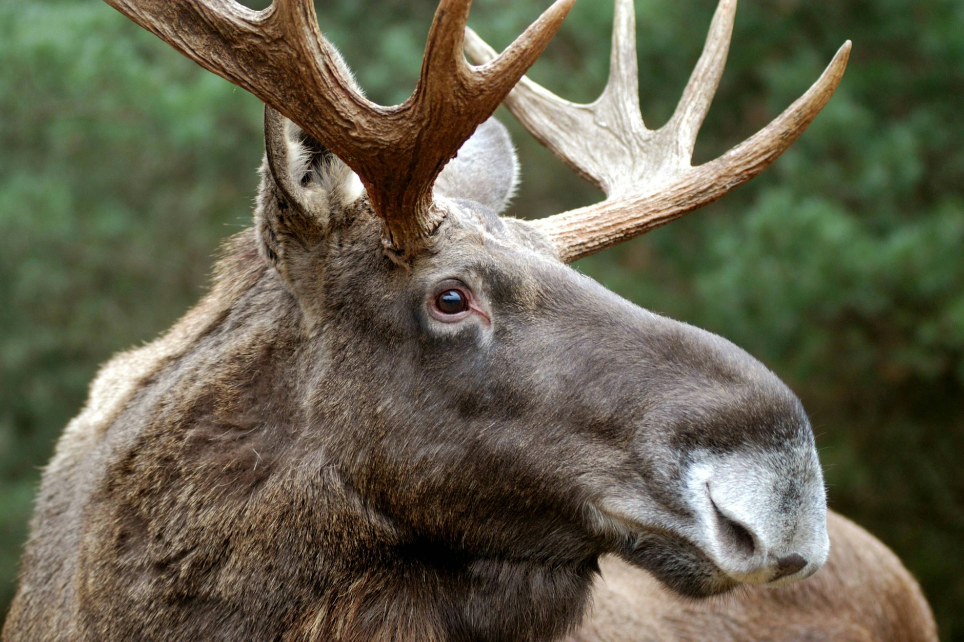 Ein Elchbulle im Wildpark Schorfheide. Auch in freier Wildbahn hätten Elche hier gute Chancen auf eine Wiederansiedlung.&nbsp;
