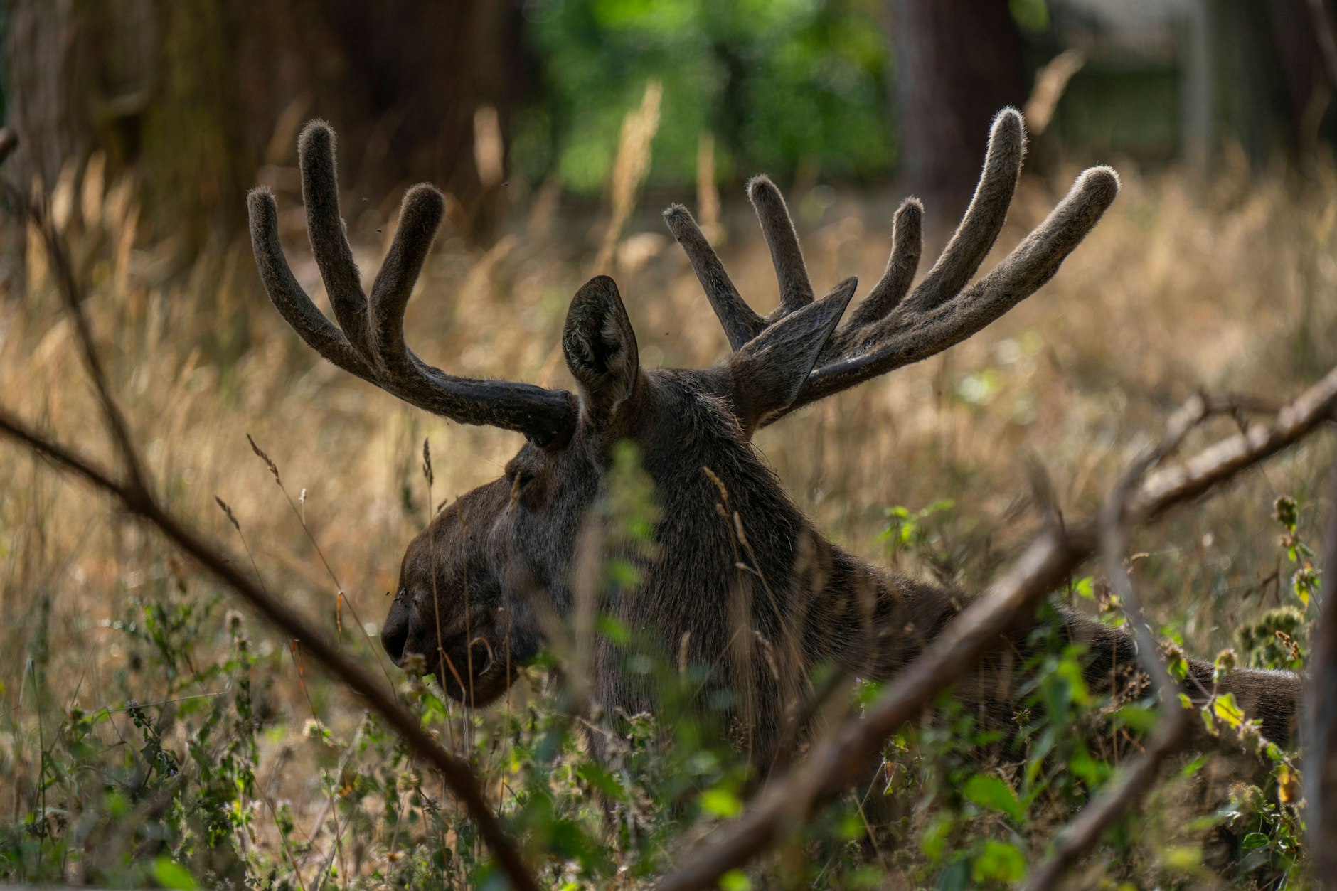 Ein Elch in Brandenburg – hier im Wildpark Schorfheide in Groß Schönebeck
