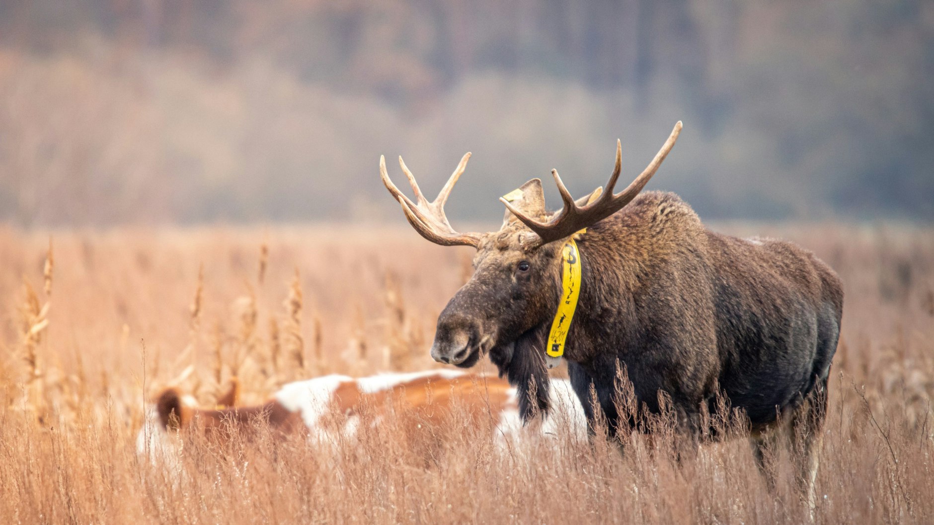 Bert in der Herde. Seit 2018 lebt der Elch mit Kühen in Brandenburg.&nbsp;