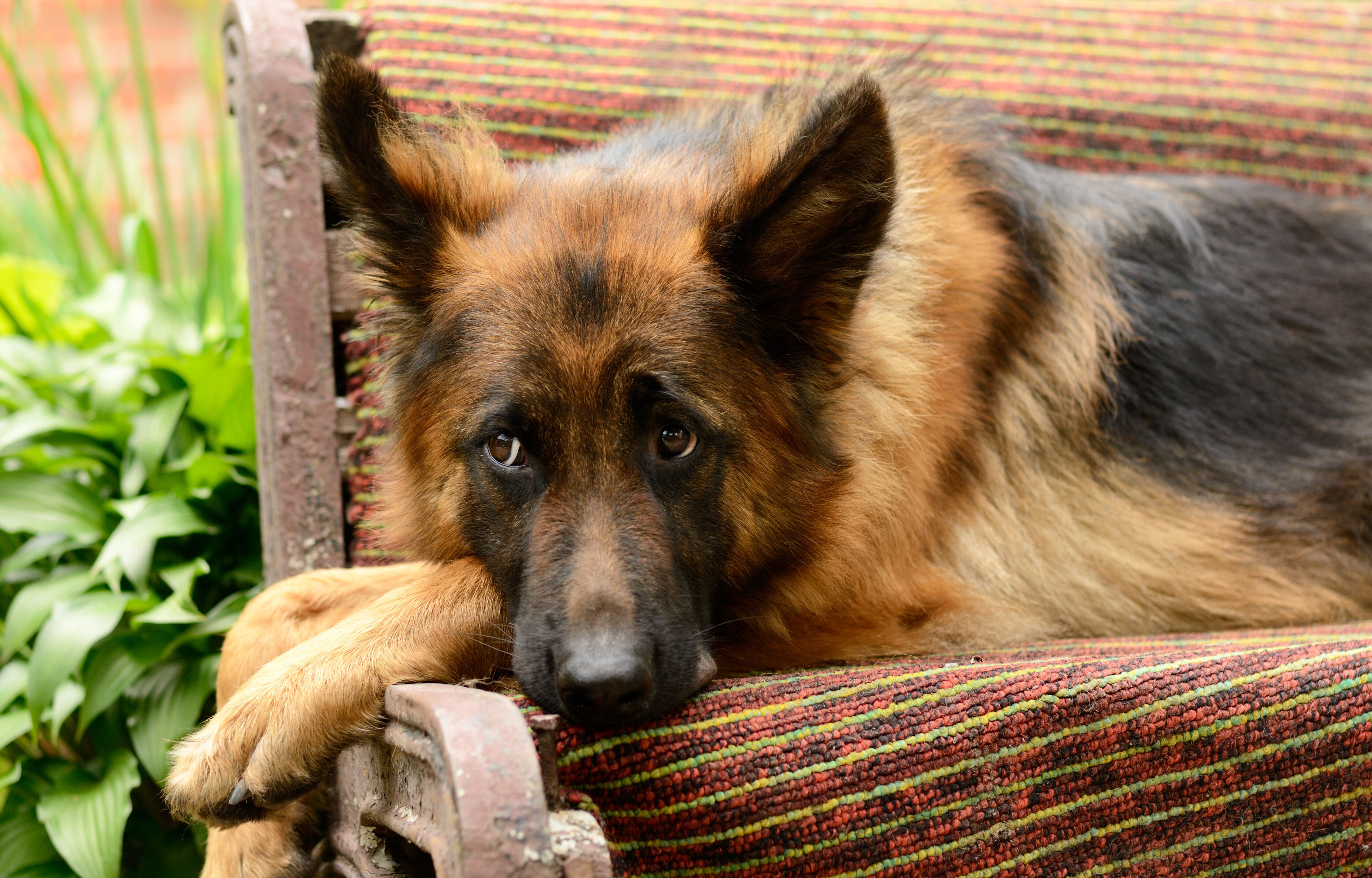 Ist das RÜHREND! Schäferhund tröstet Spielkameraden nach Tod seines Frauchens