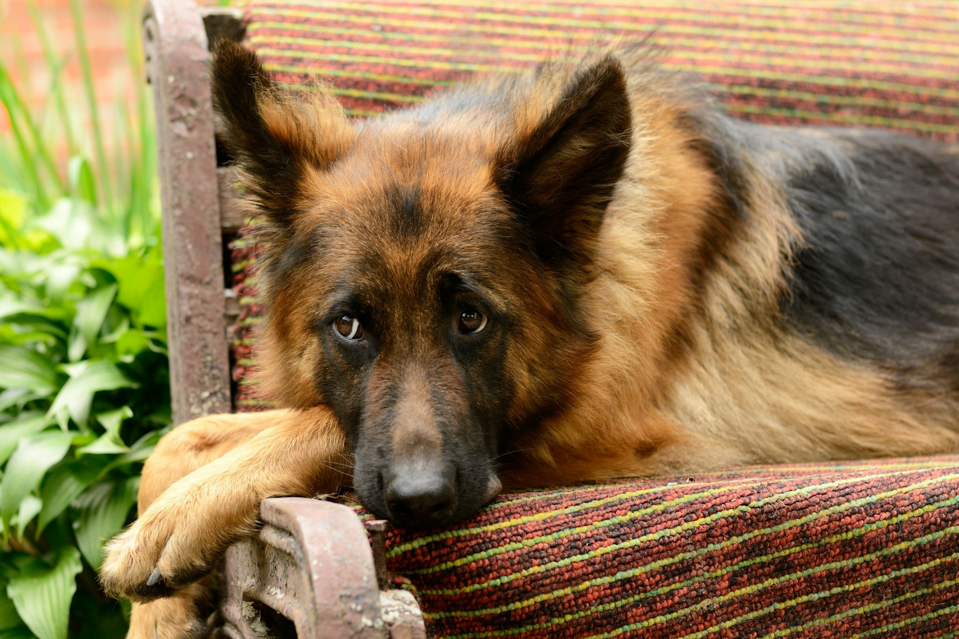 Deutscher Schäferhund liegt auf einer Bank (Symboldbild).