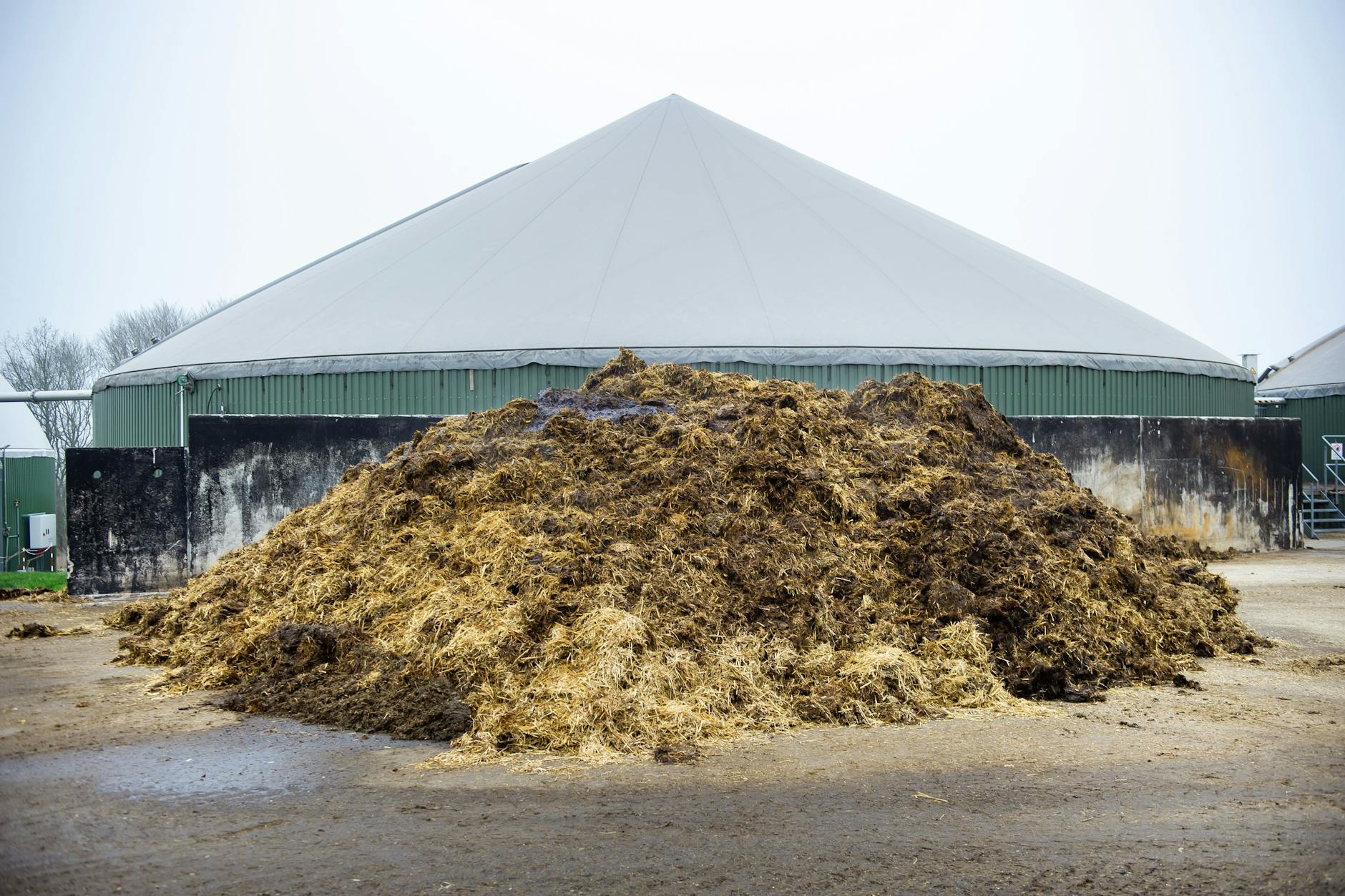 Ein Misthaufen vor dem Kuhstall im Modellbetrieb Havellandhof Ribbeck.