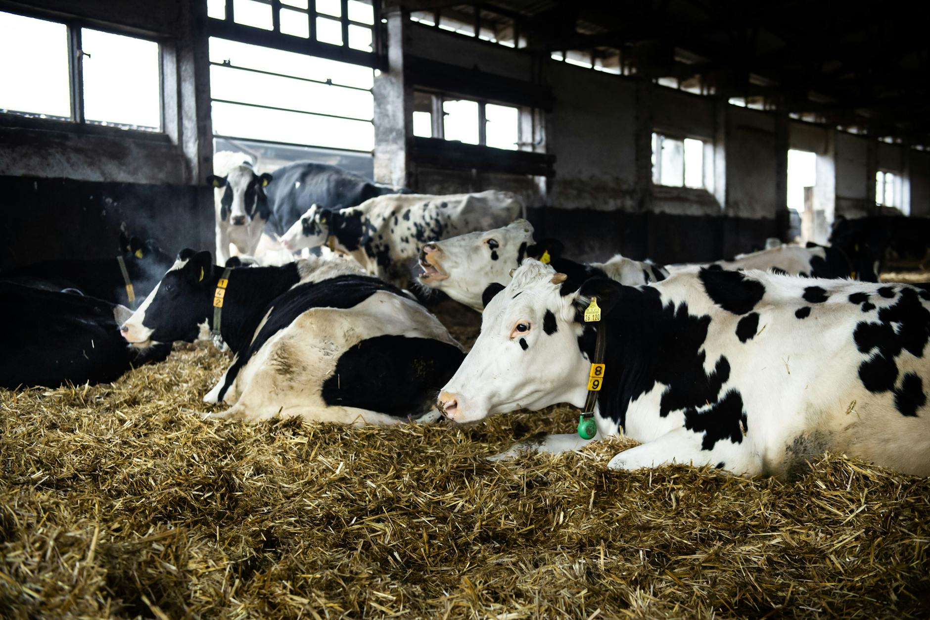 In der Viehzucht entstehen die gefährlichen Ammoniakgase durch das Nutzen hofeigener Düngemittel wie Mist und Gülle.