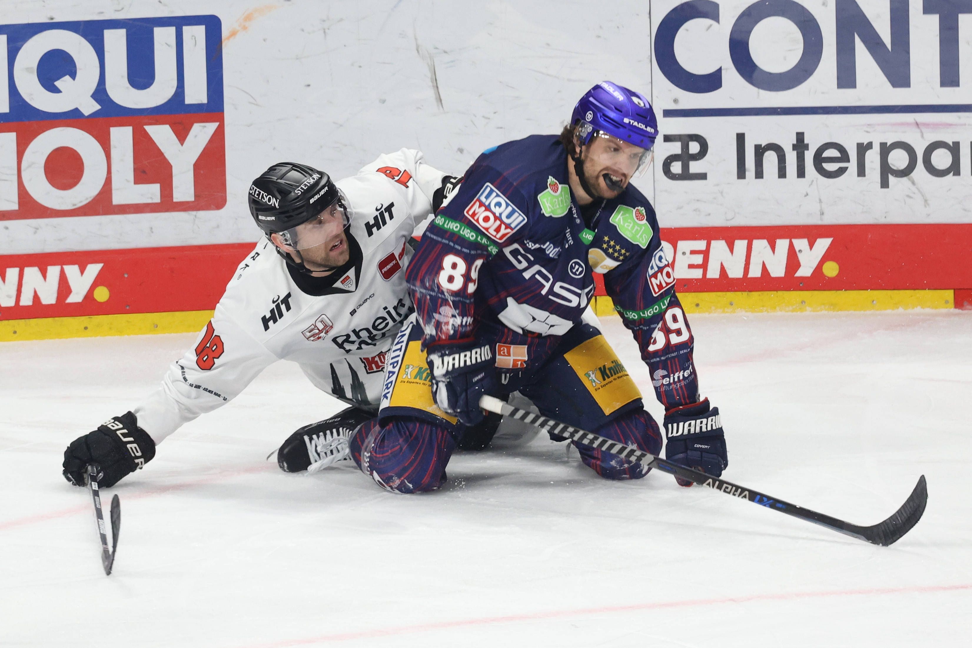 Image - Die schöne Serie ist futsch! Eisbären lassen sich von Haien überraschen