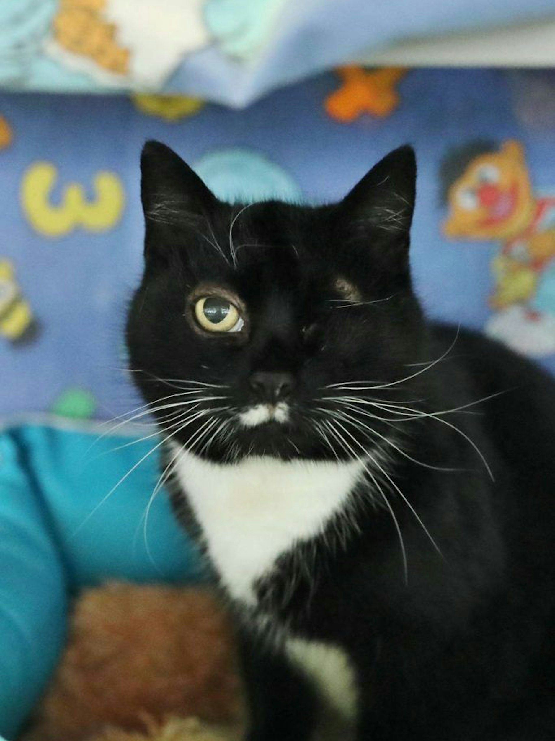 Auch Luise sucht ein neues Zuhause – sie hat nur ein Auge.