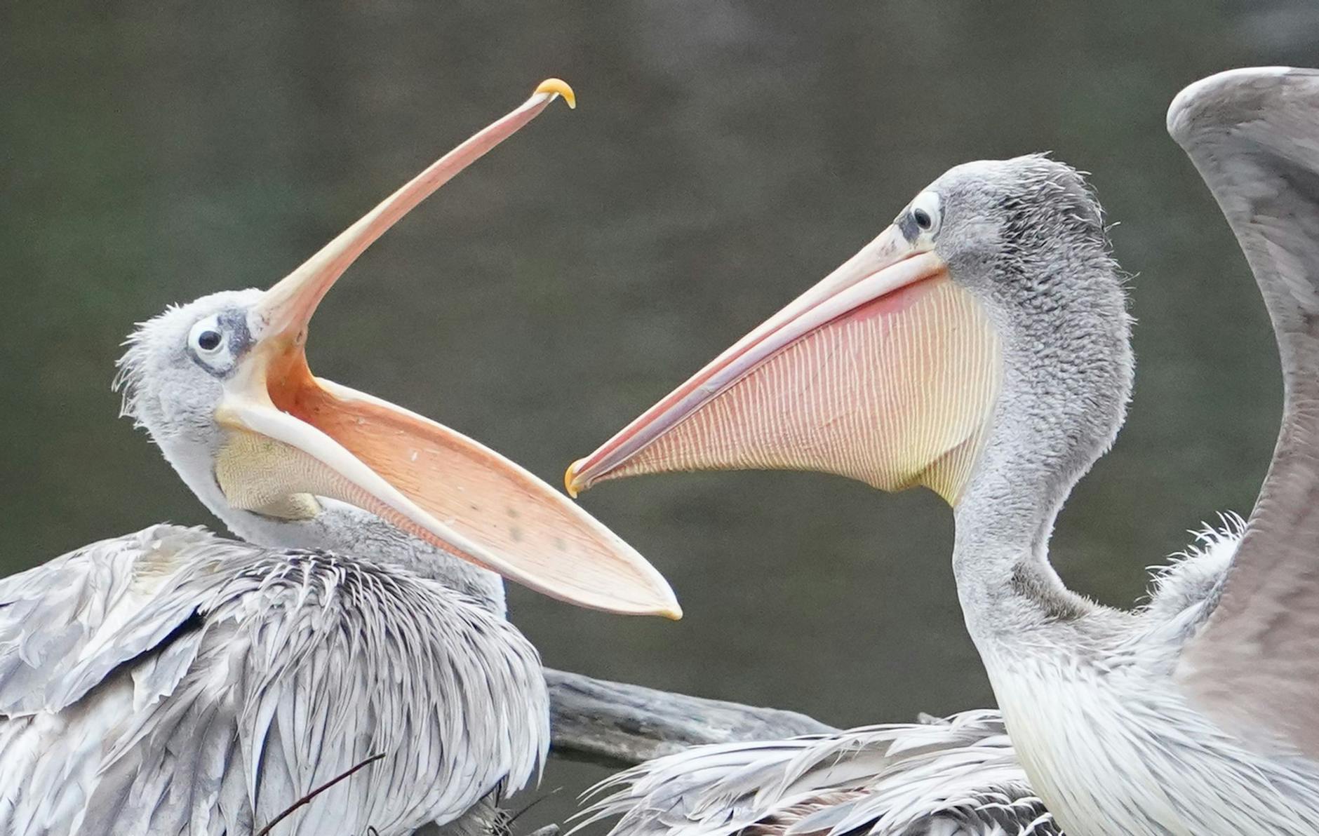 Große Klappe: Zwei Pelikane auf einem Steg in einem Teich im Tierpark Hagenbeck.