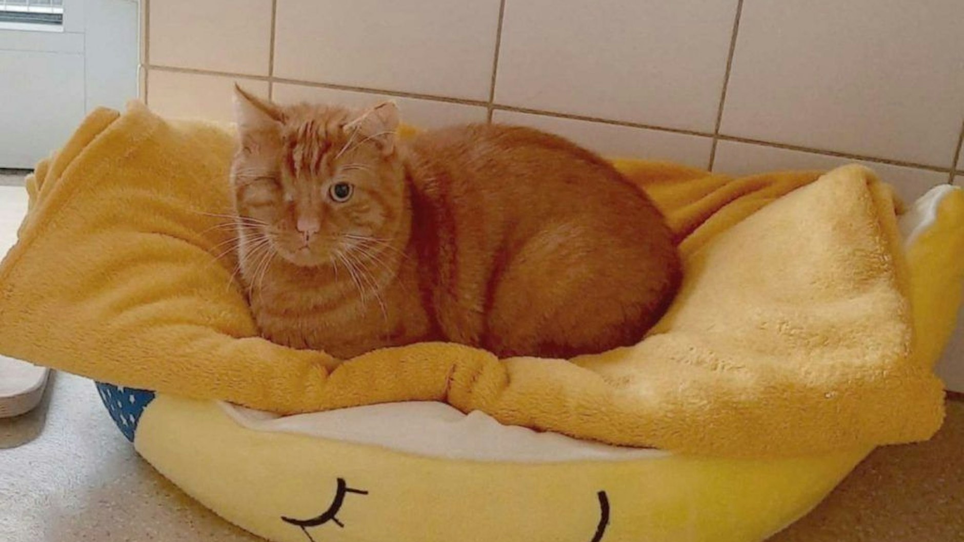 Sultan hat ebenfalls nur ein Auge, kommt aber sehr gut damit klar.