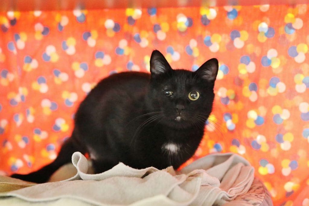 Panthea hat ein stark verkleinertes rechtes Auge. Die süße Katze wartet im Tierheim Berlin auf ein neues Zuhause.