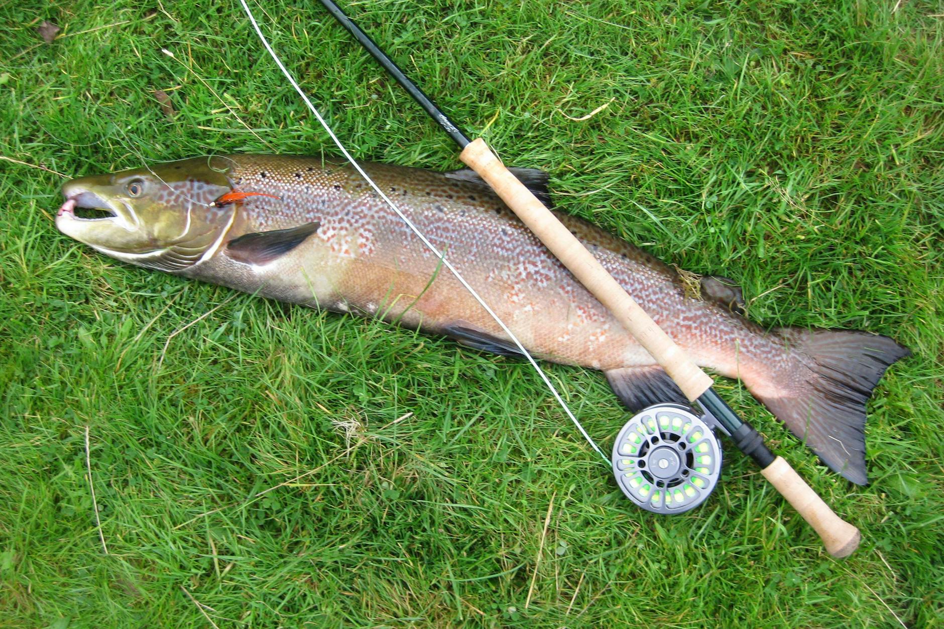 Ein schöner fetter Lachs aus den atemberaubenden Küstengewässern Schottlands: der bietet sich am besten zum Pochieren an.