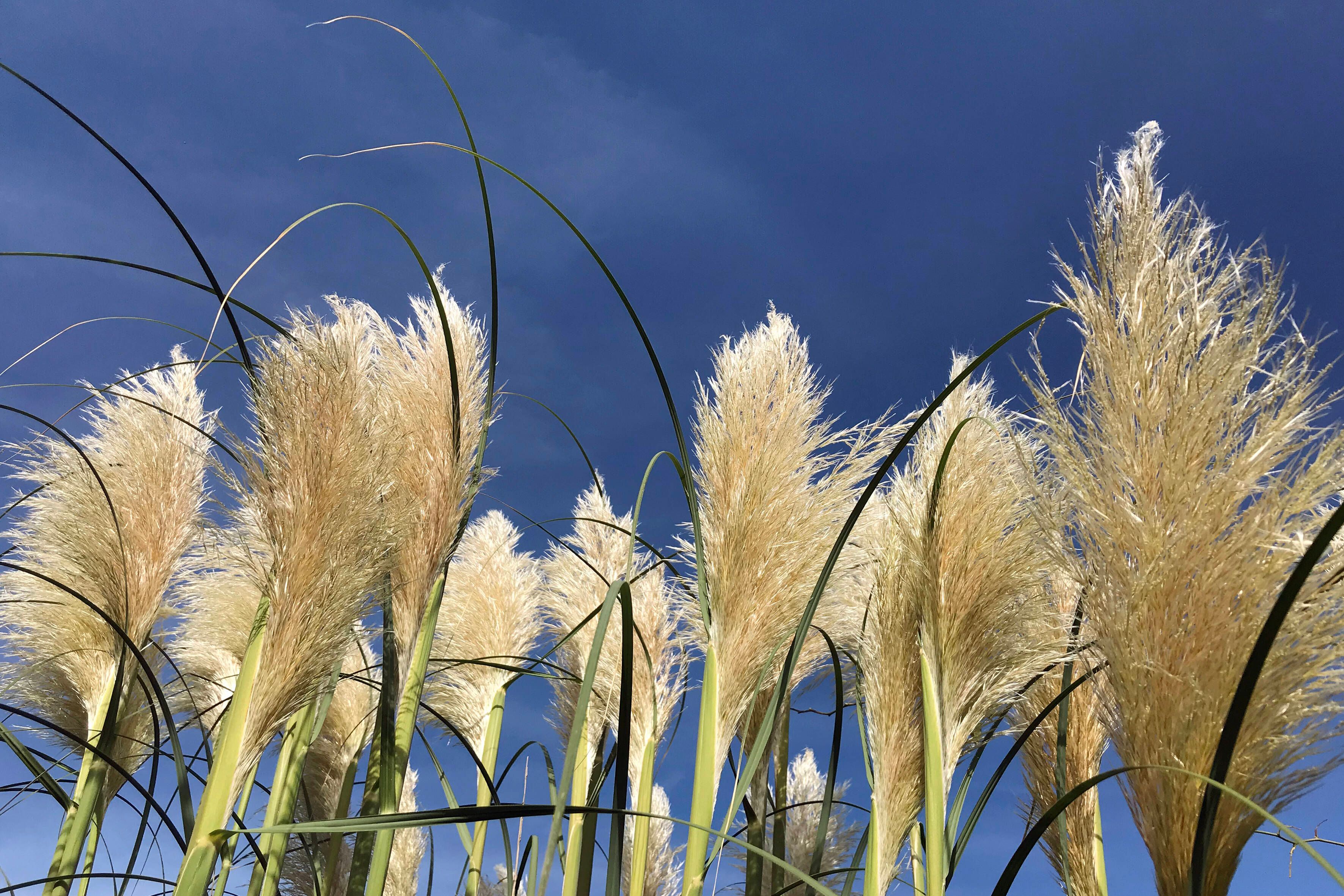 Pampasgras pflanzen, überwintern und richtig schneiden: Die besten Tipps vom Profigärtner