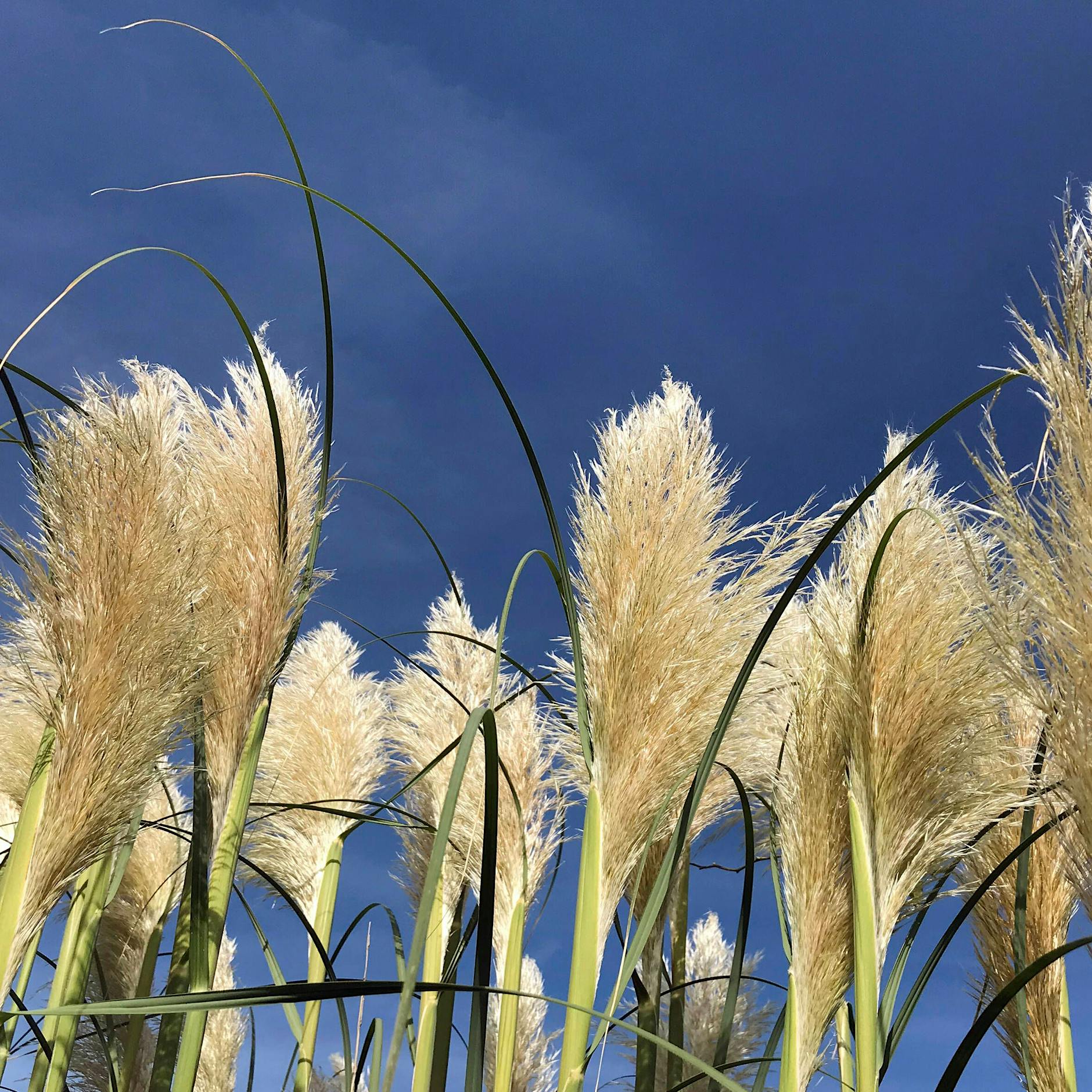 Pampasgras pflanzen, überwintern und richtig schneiden: Die besten Tipps vom Profigärtner