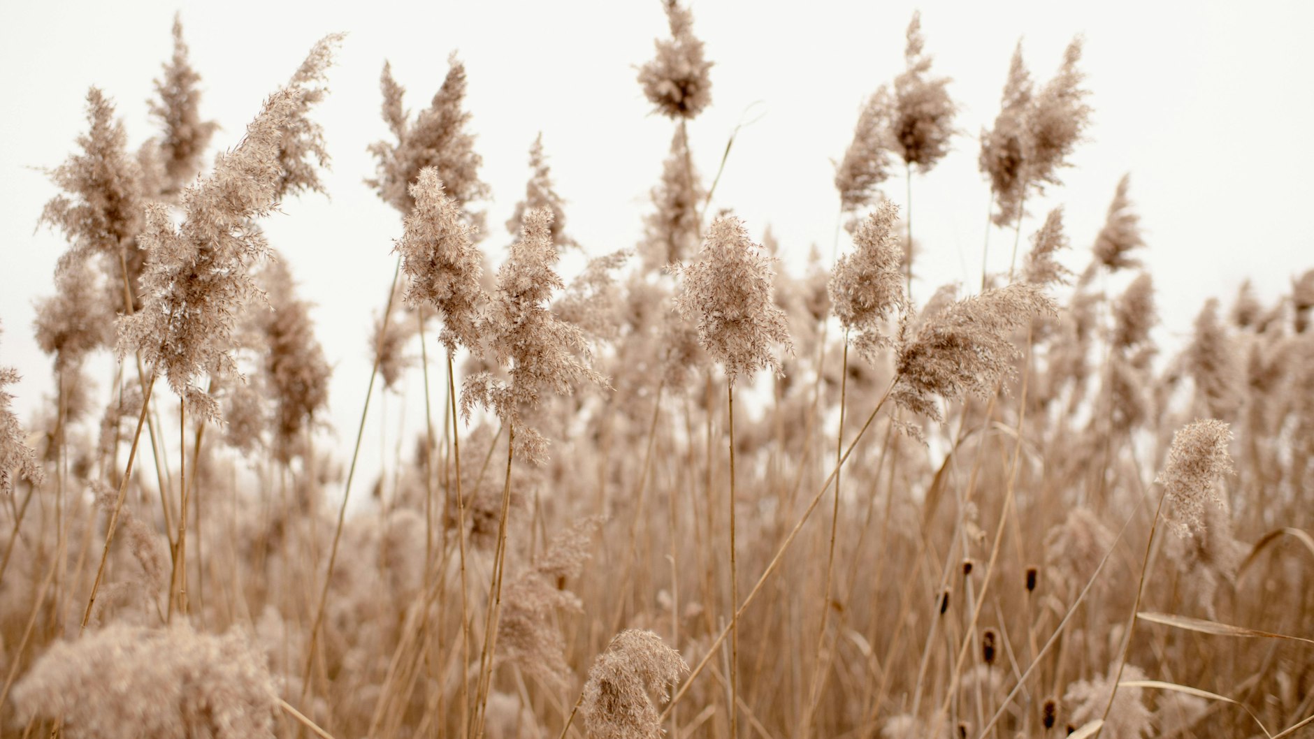Pampasgras ist auch im Winter ein schöner Hingucker.