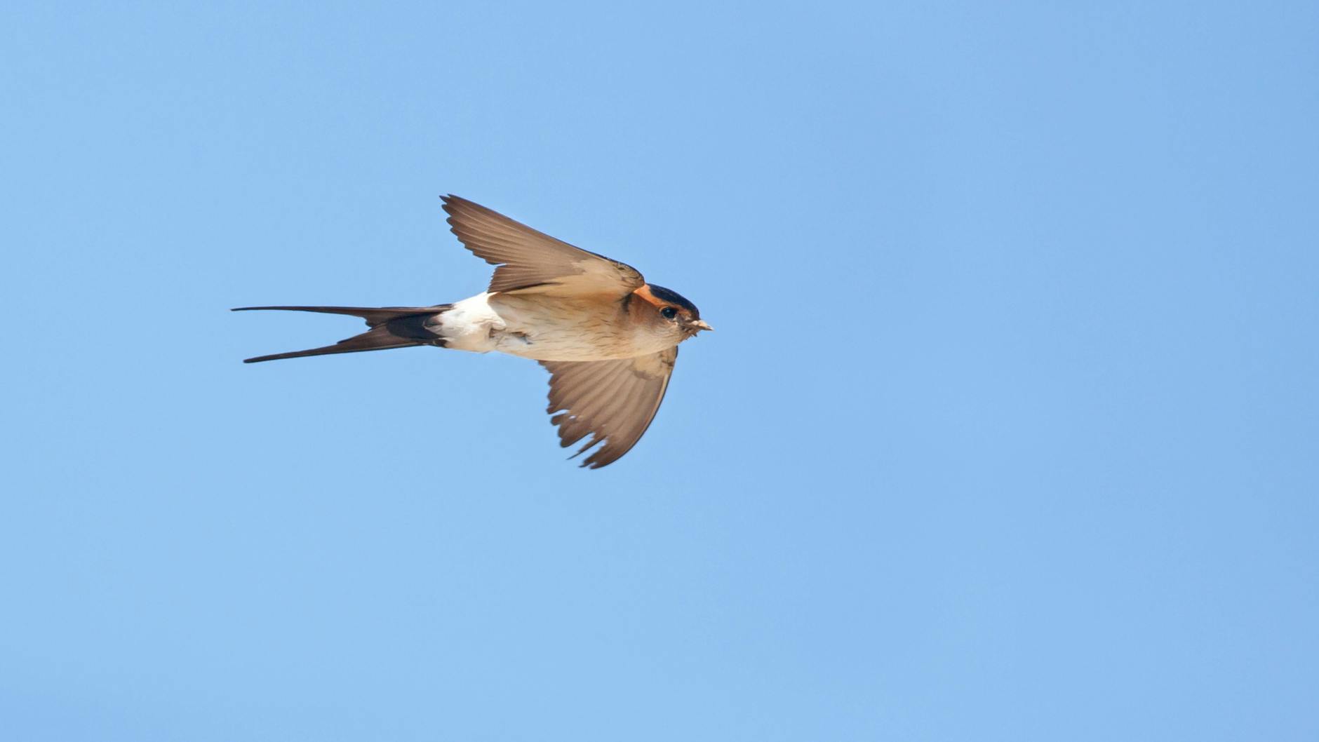 Schwalben können tatsächlich Hinweise auf das kommende Wetter liefern.