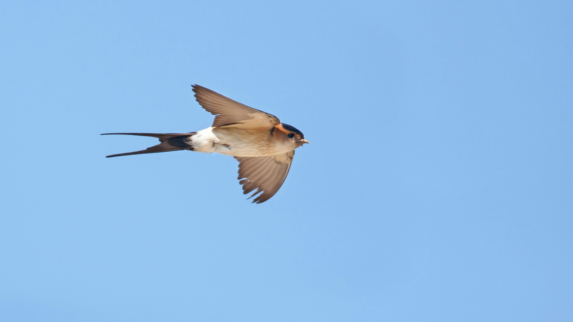 Schwalben können tatsächlich Hinweise auf das kommende Wetter liefern.
