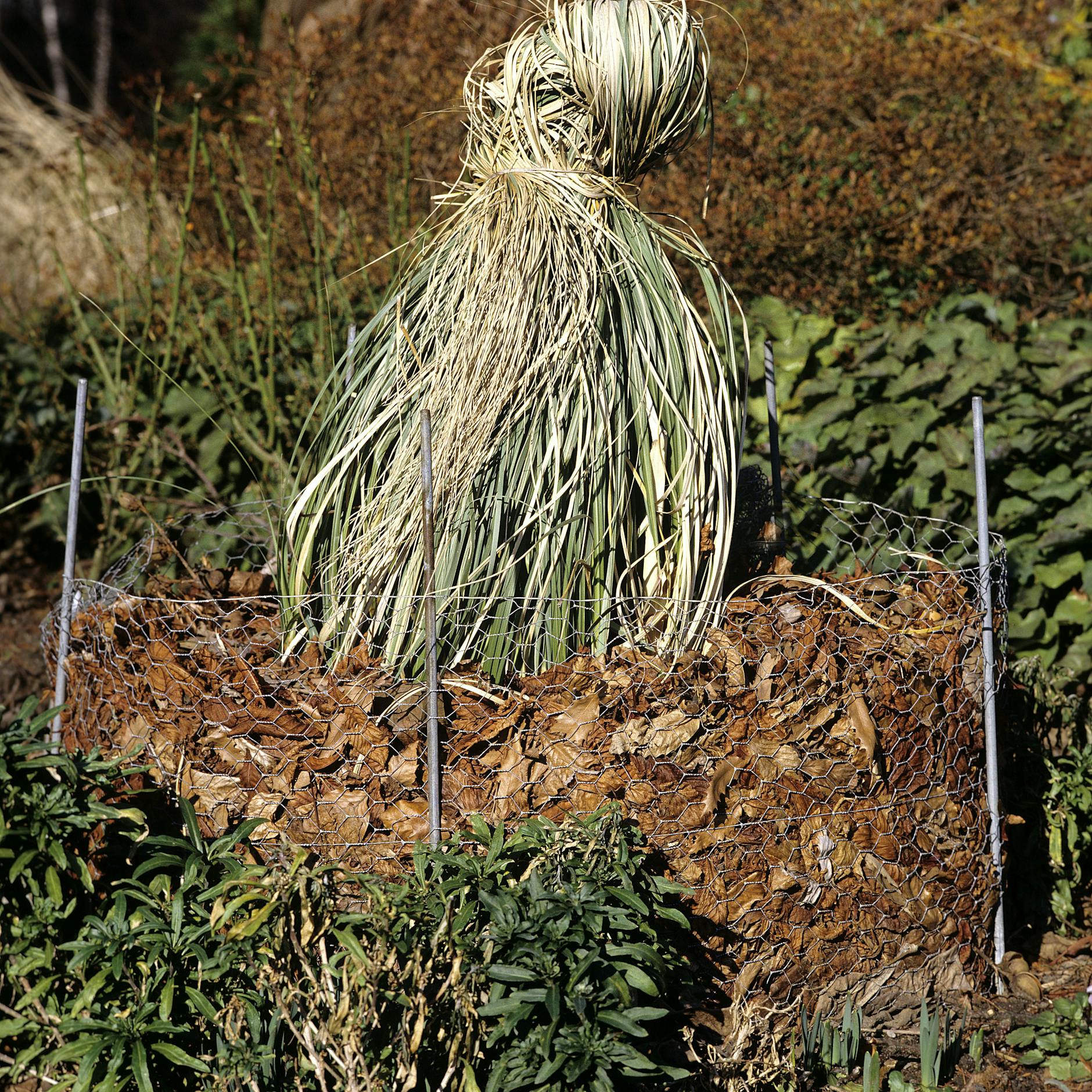 Pampasgras über den Winter am besten zusammenbinden.