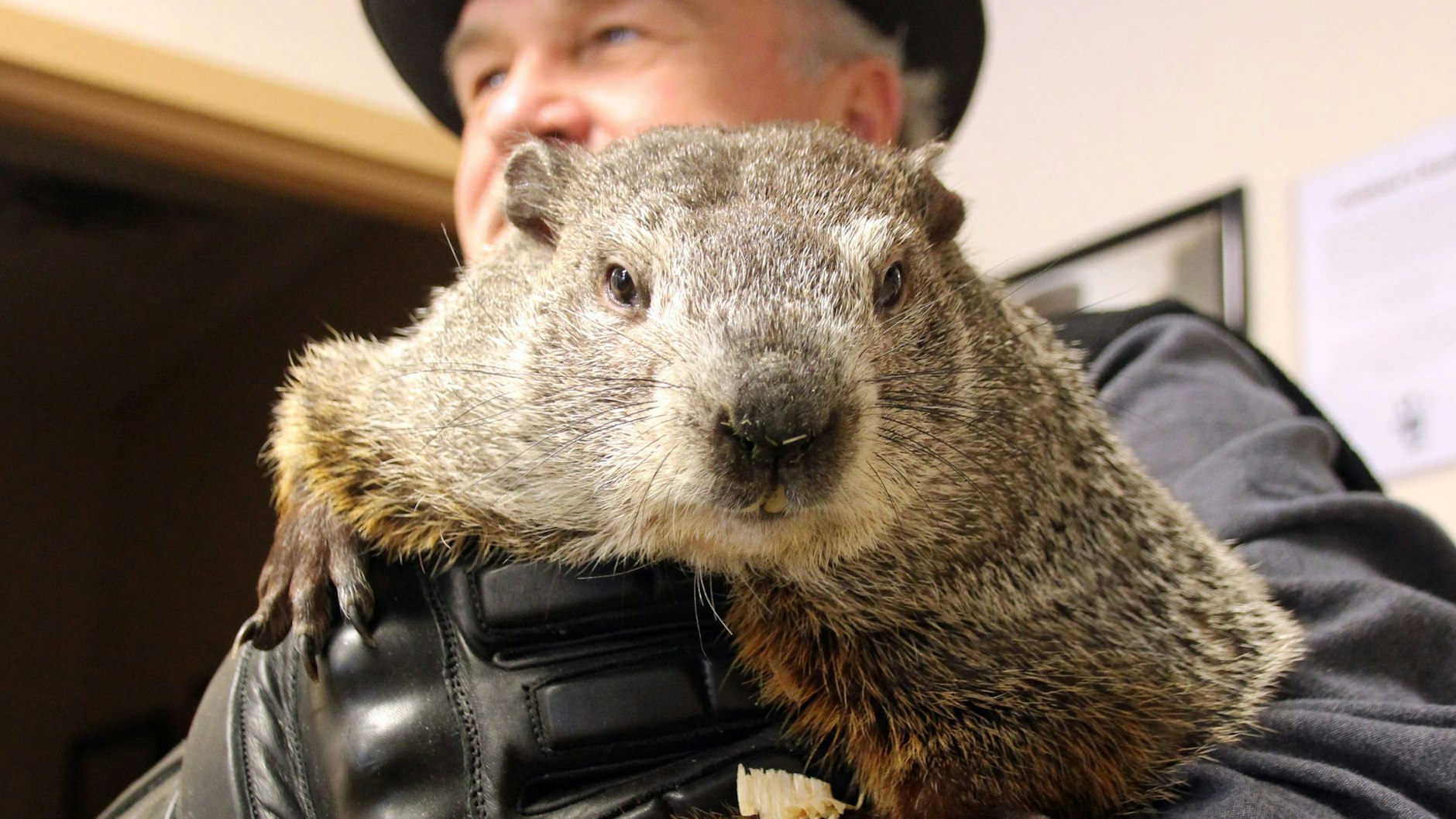 Murmeltier Phil liegt meistens falsch.