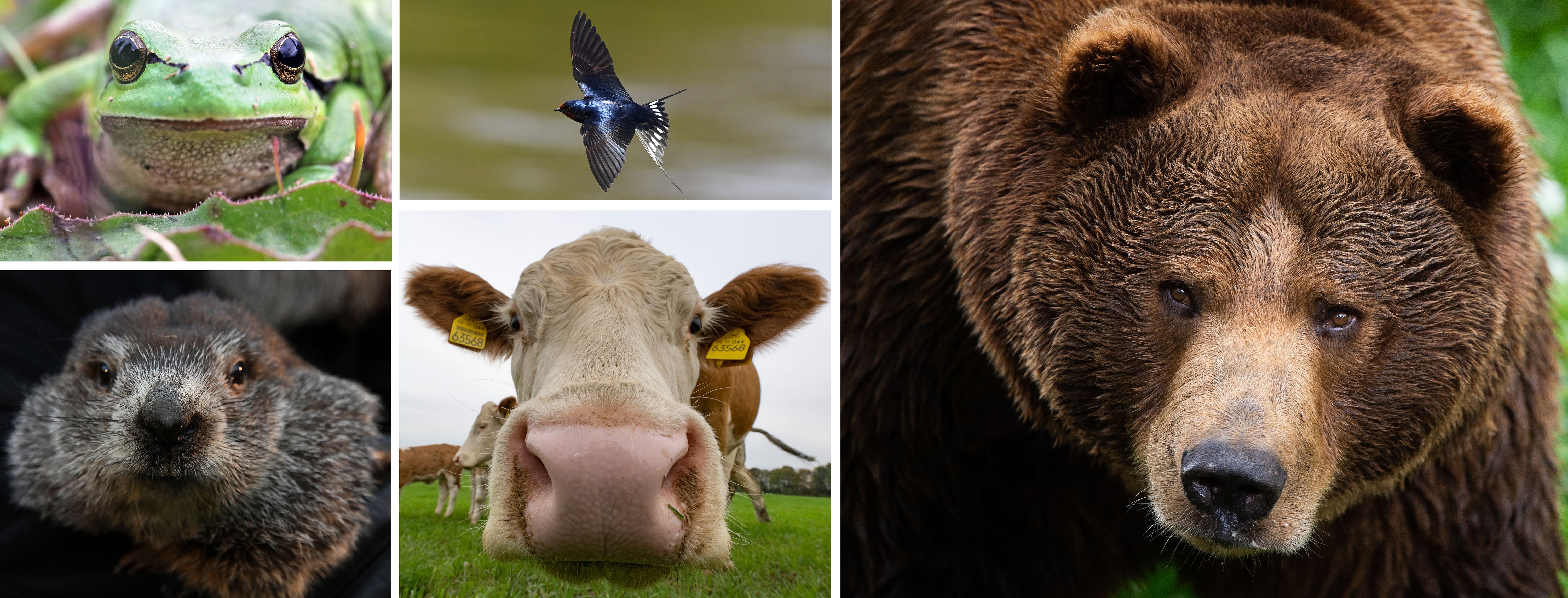 Murmeltier, Laubfrosch, Schwalbe: Welche Tiere können wirklich das Wetter vorhersagen?